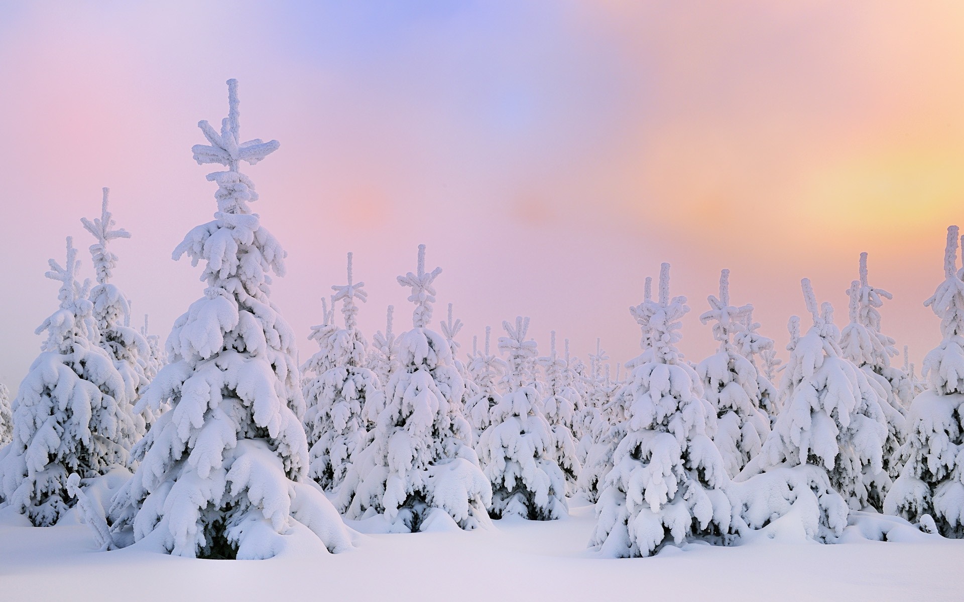 Snow-covered pine trees in a winter forest at sunrise HD Wallpaper