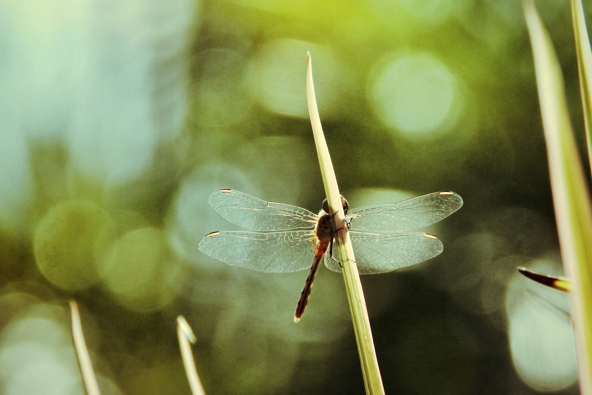 Dragonfly perched on a plant stem with blurred green background HD Wallpaper