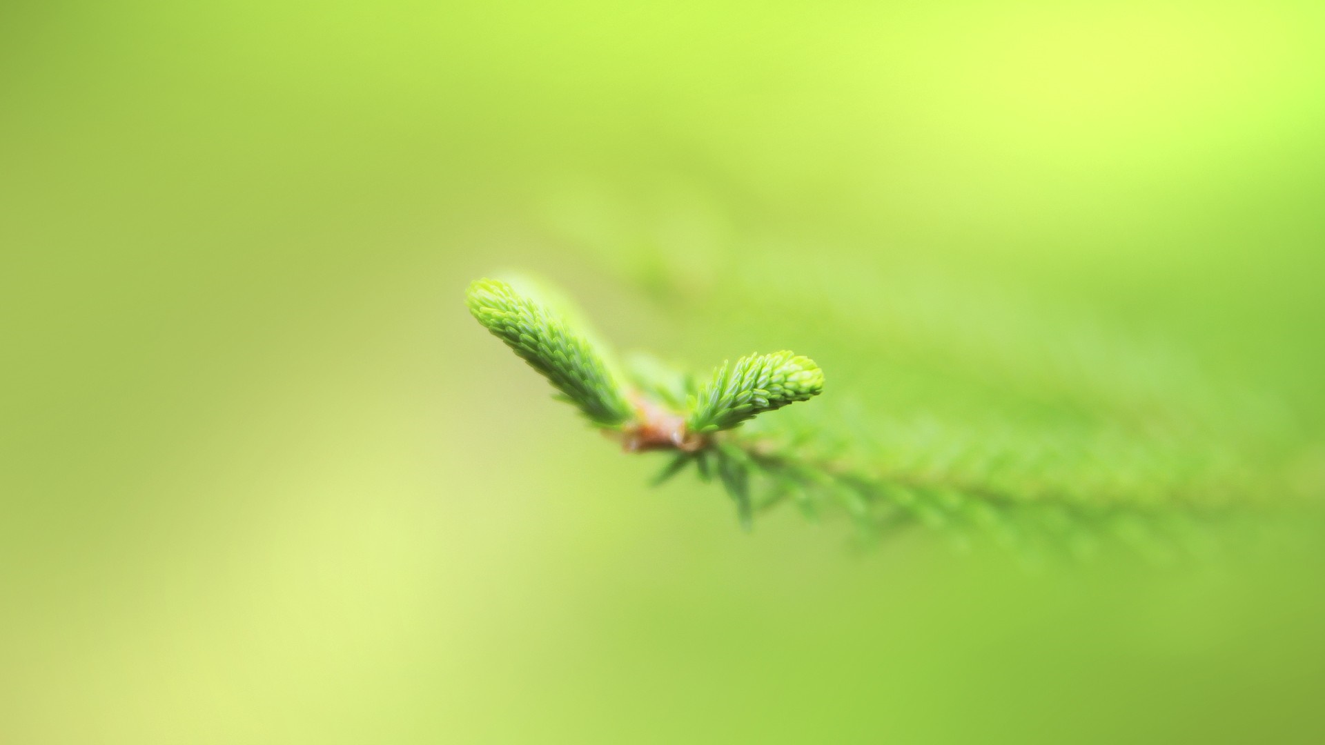 Close-up of a green pine branch with soft focus background HD Wallpaper
