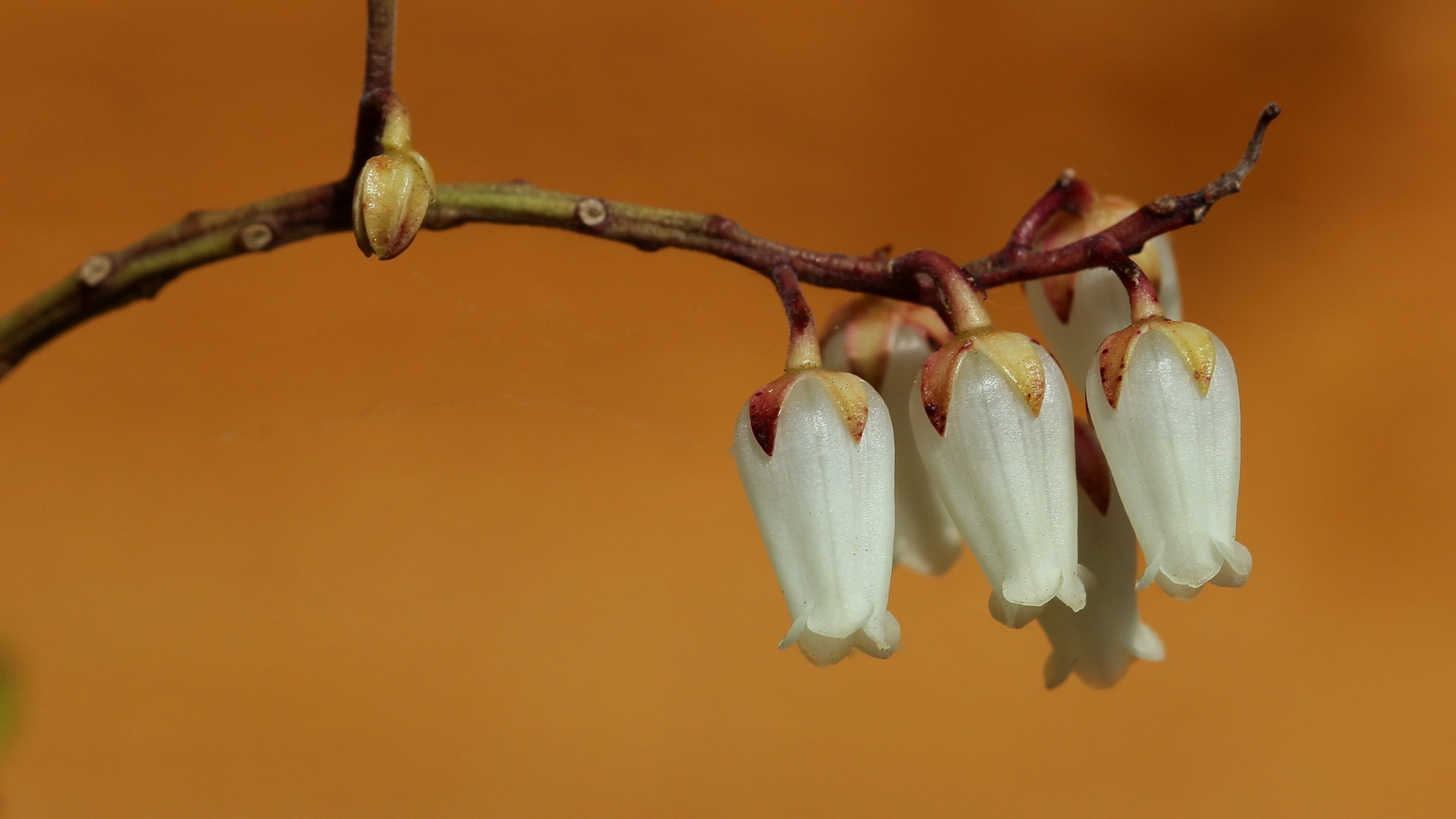 Close-up of white bell-shaped flowers on a branch HD Wallpaper
