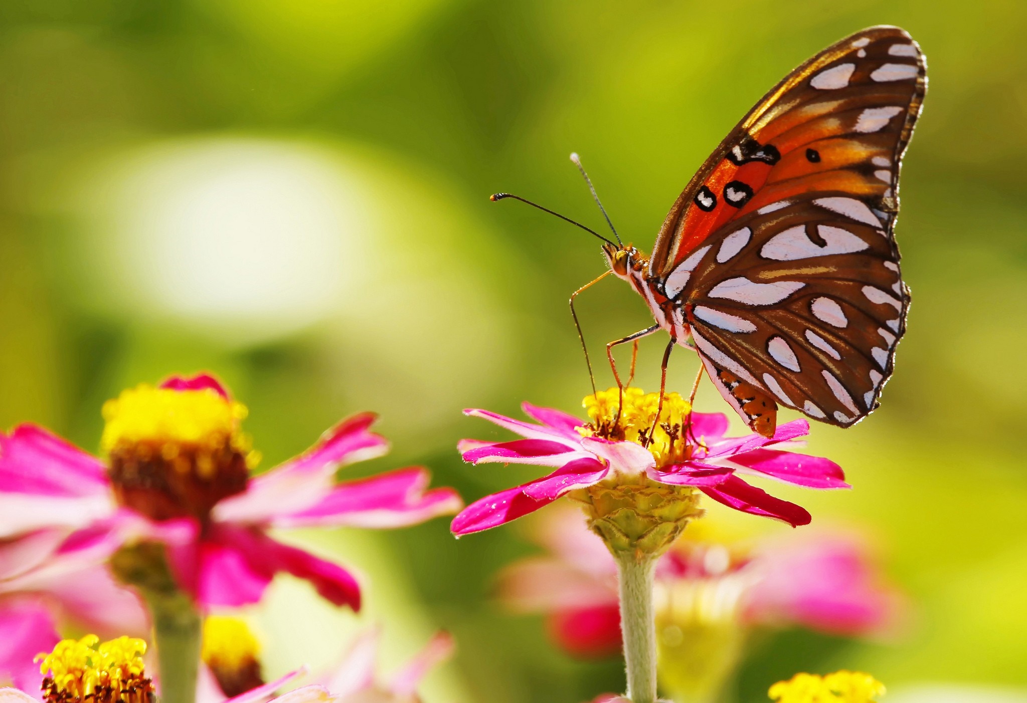 Colorful Butterfly on Vibrant Pink Flower HD Wallpaper