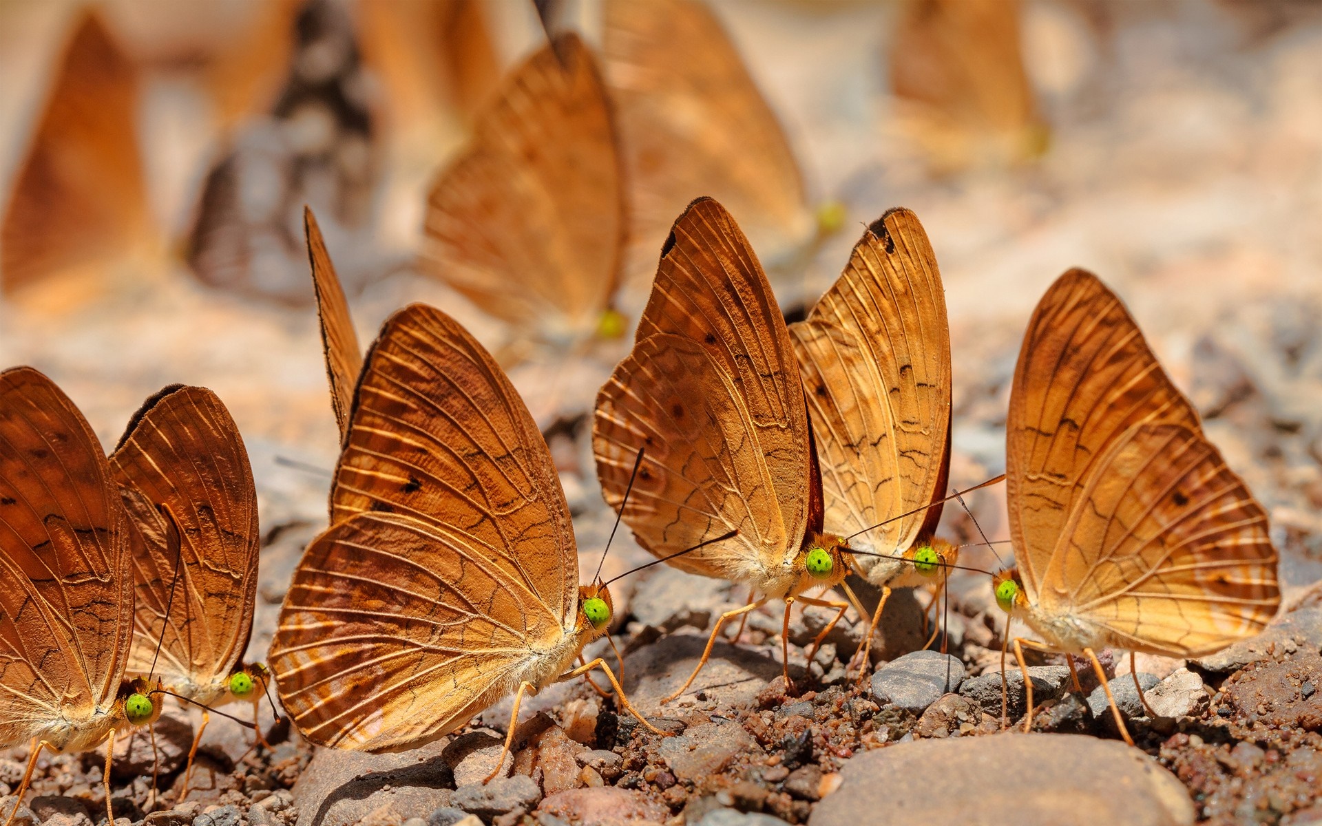 Group of brown butterflies with green eyes on the ground HD Wallpaper