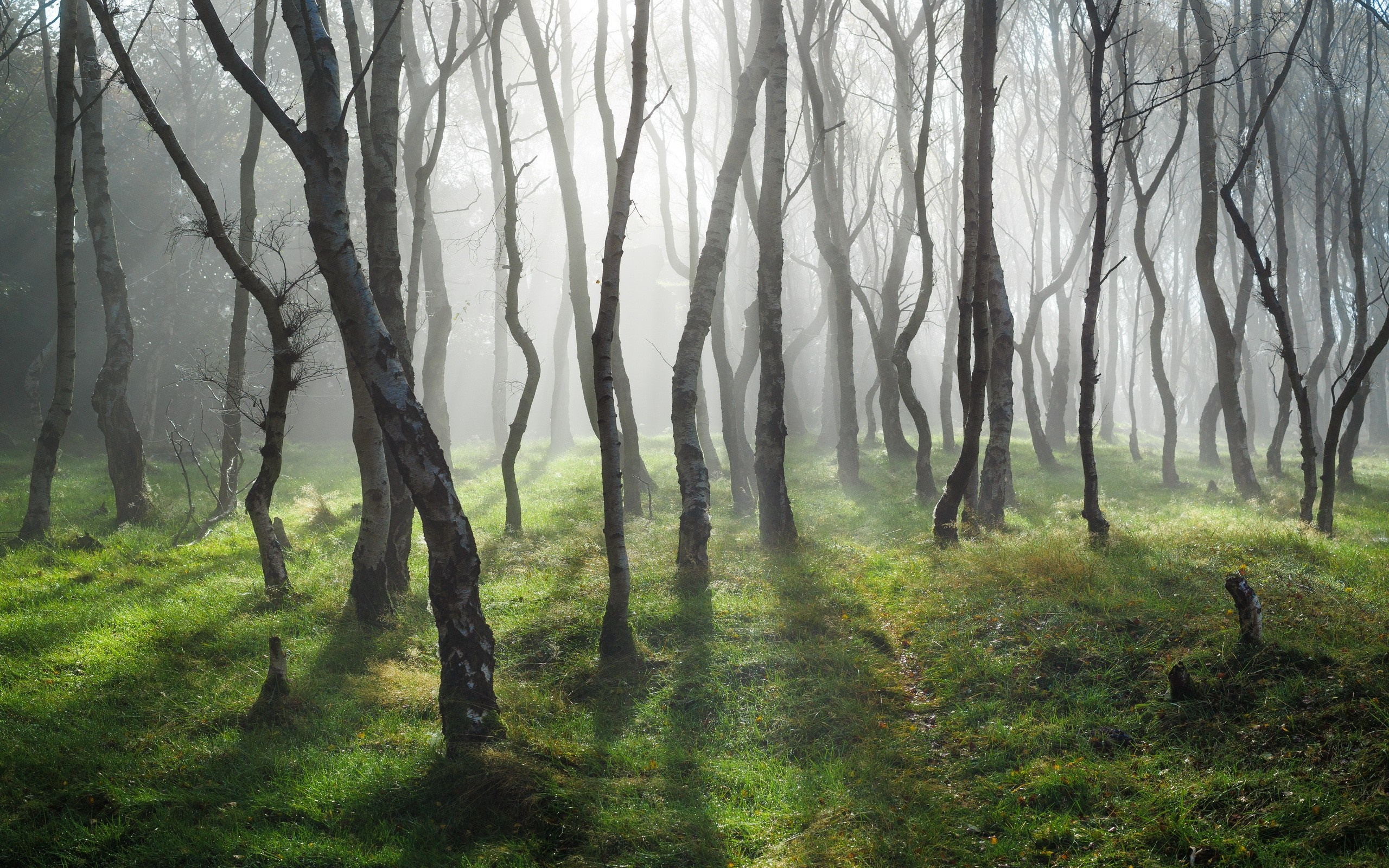 Sunlight filtering through a misty forest with bare trees HD Wallpaper
