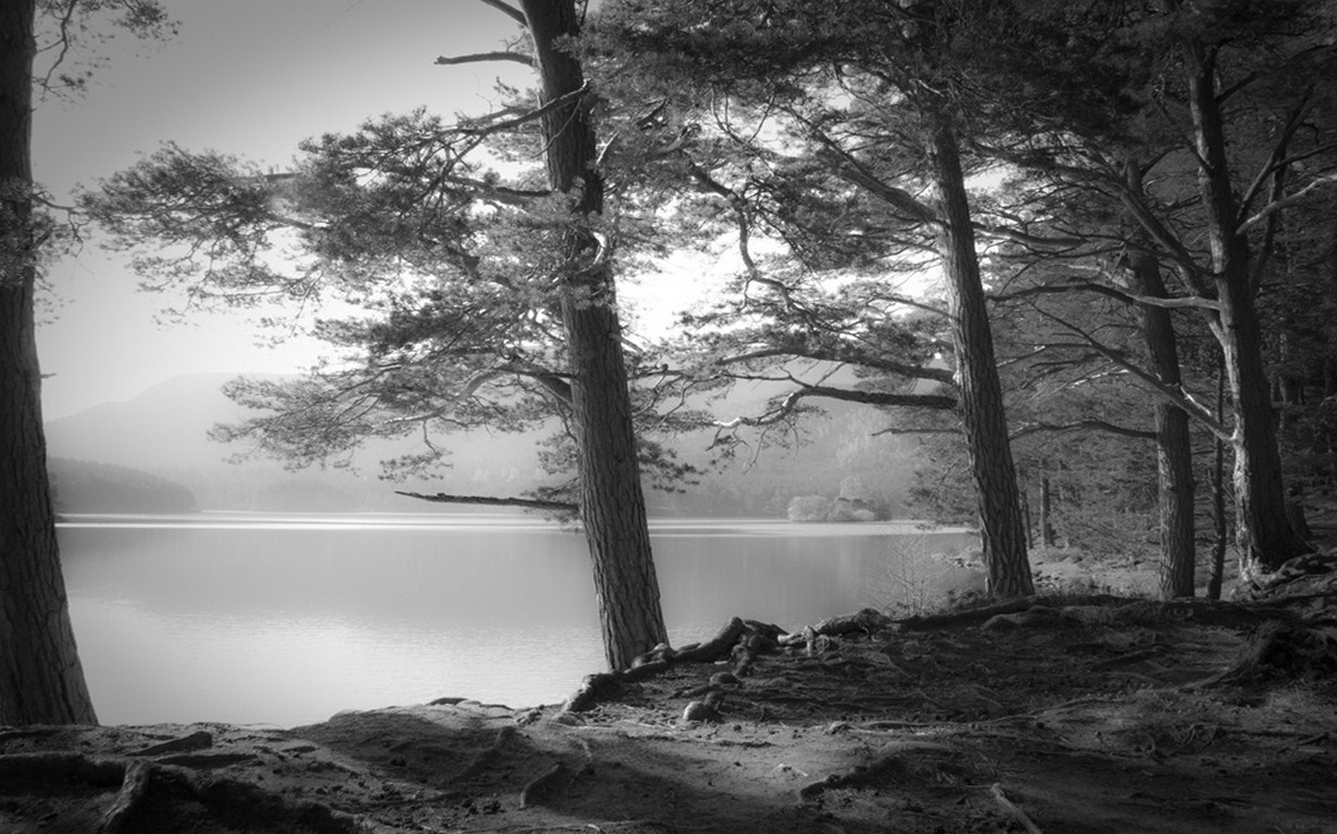 Monochrome forest landscape with lake and trees HD Wallpaper