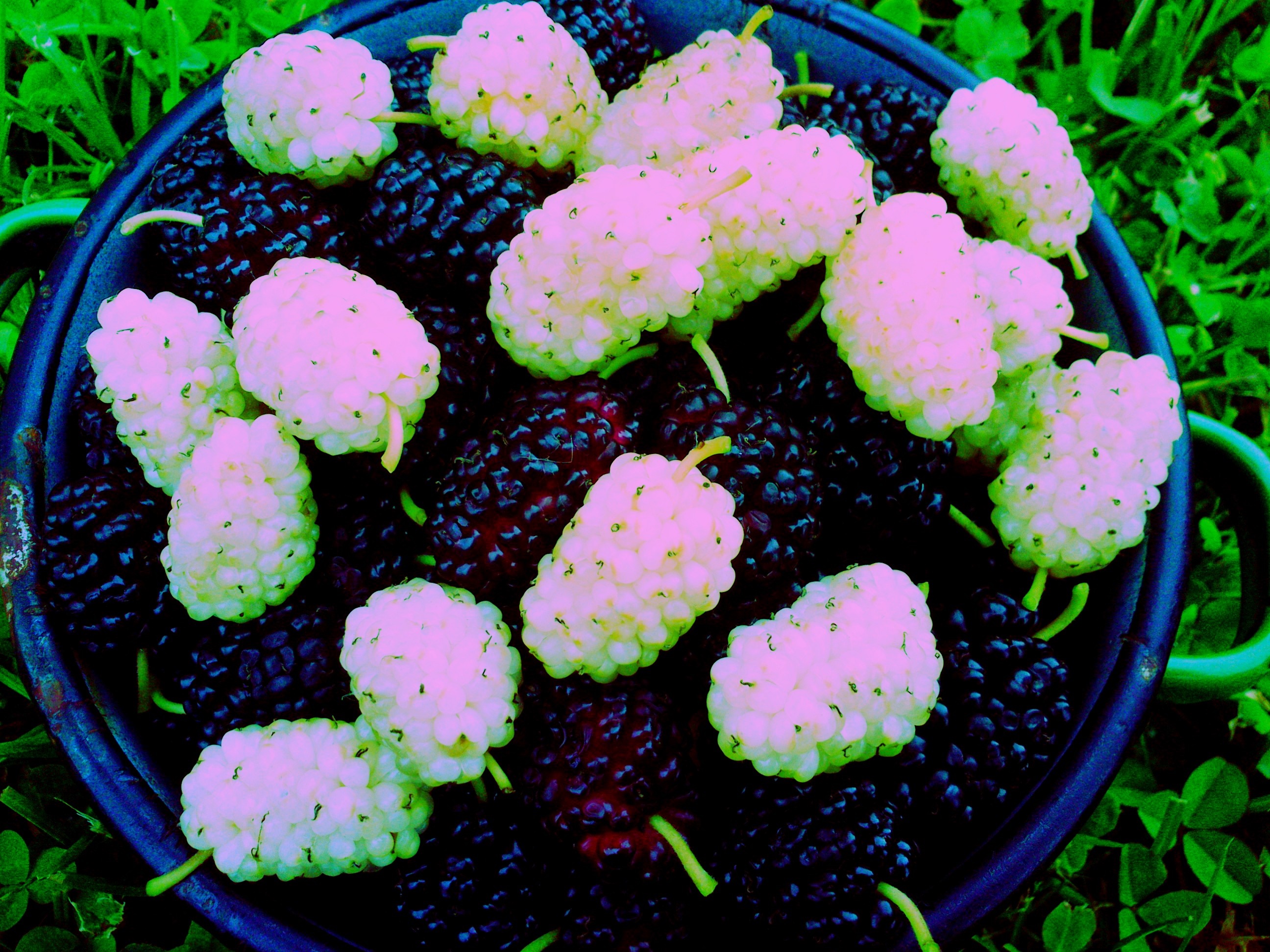 White and dark mulberries in a bowl on grass HD Wallpaper