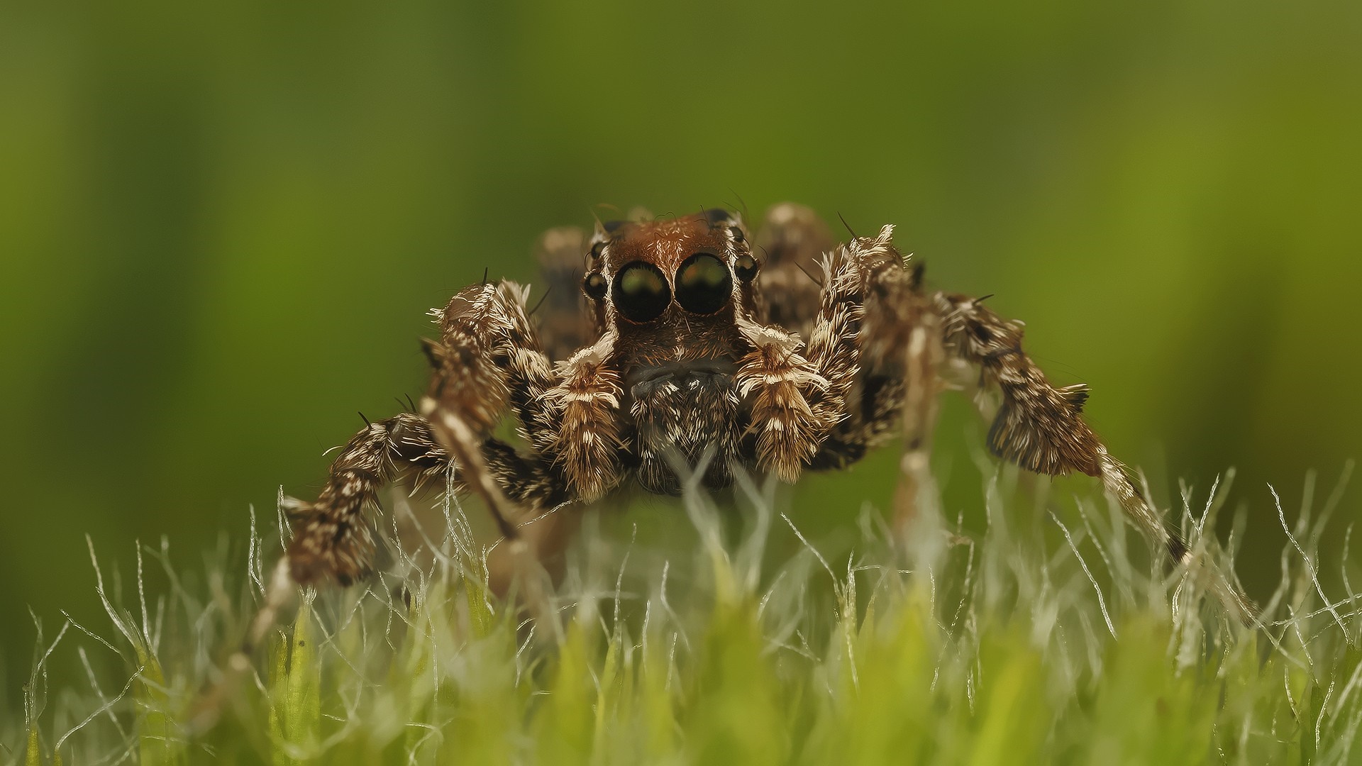 Close-up of a jumping spider on grass HD Wallpaper