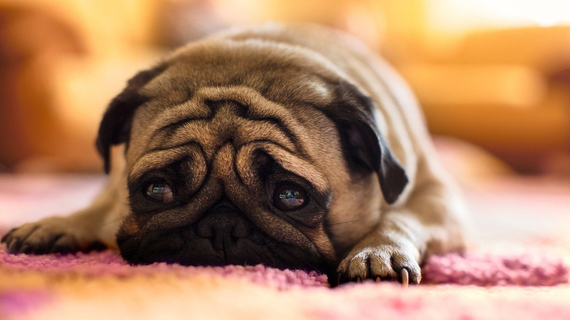 Close up of a pug dog lying down HD Wallpaper