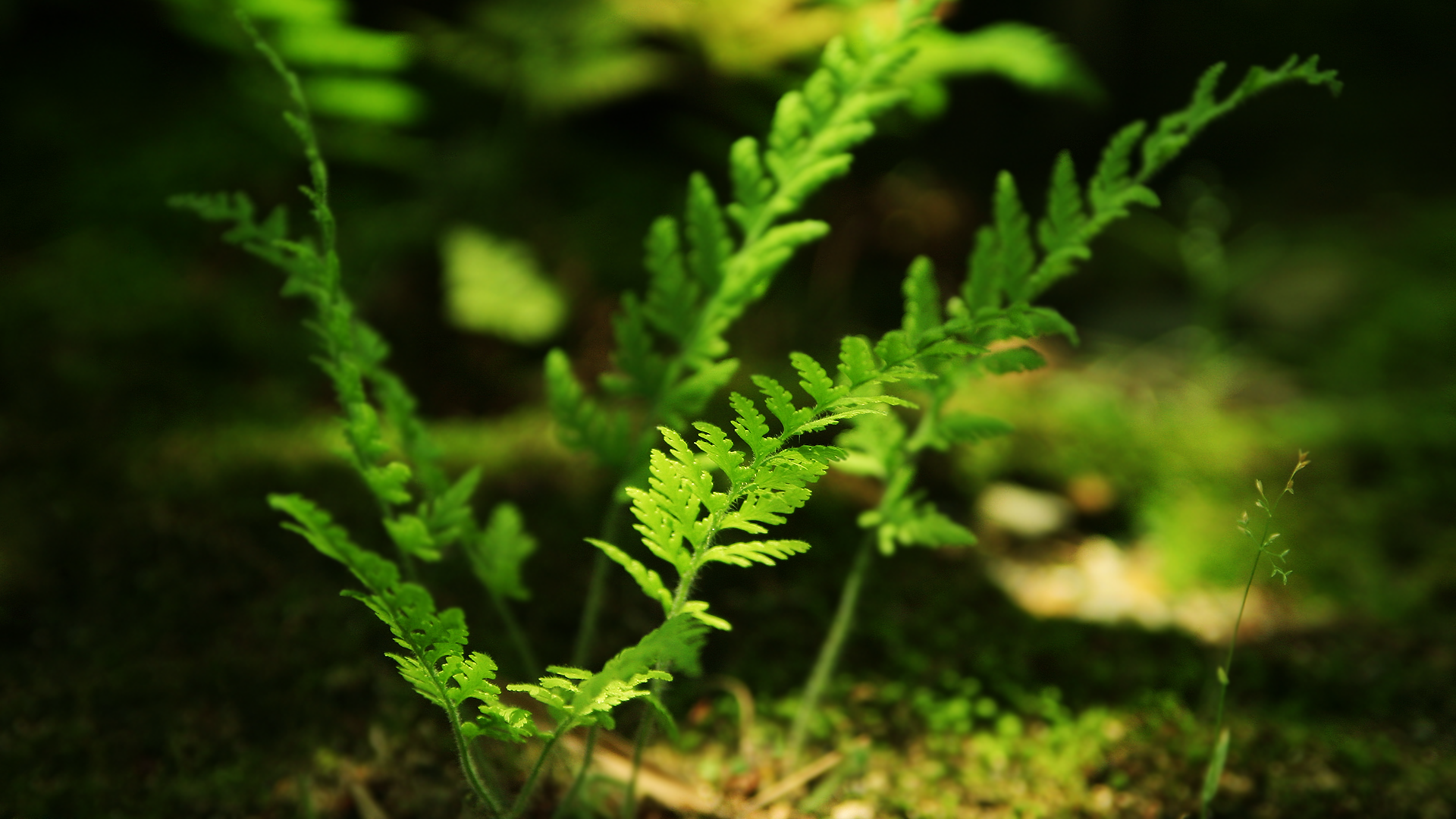 Close-up of green fern fronds in a forest setting HD Wallpaper