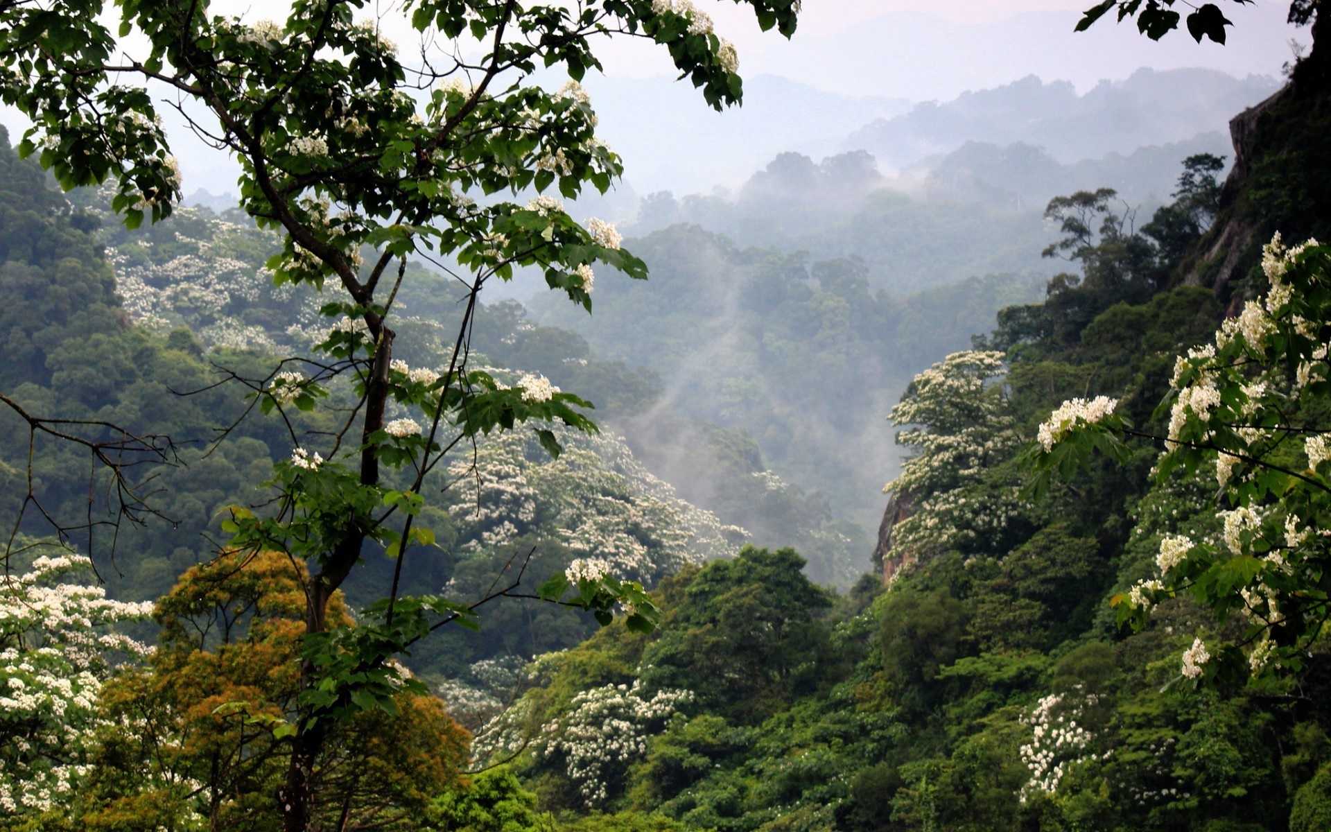 Misty mountain valley with flowering trees HD Wallpaper
