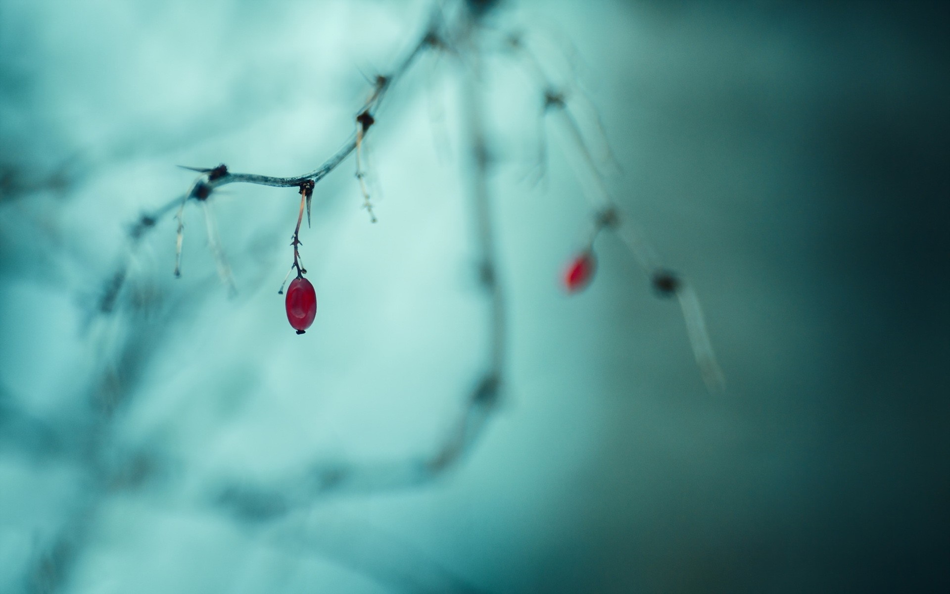 Red berry on a thorny branch in winter HD Wallpaper