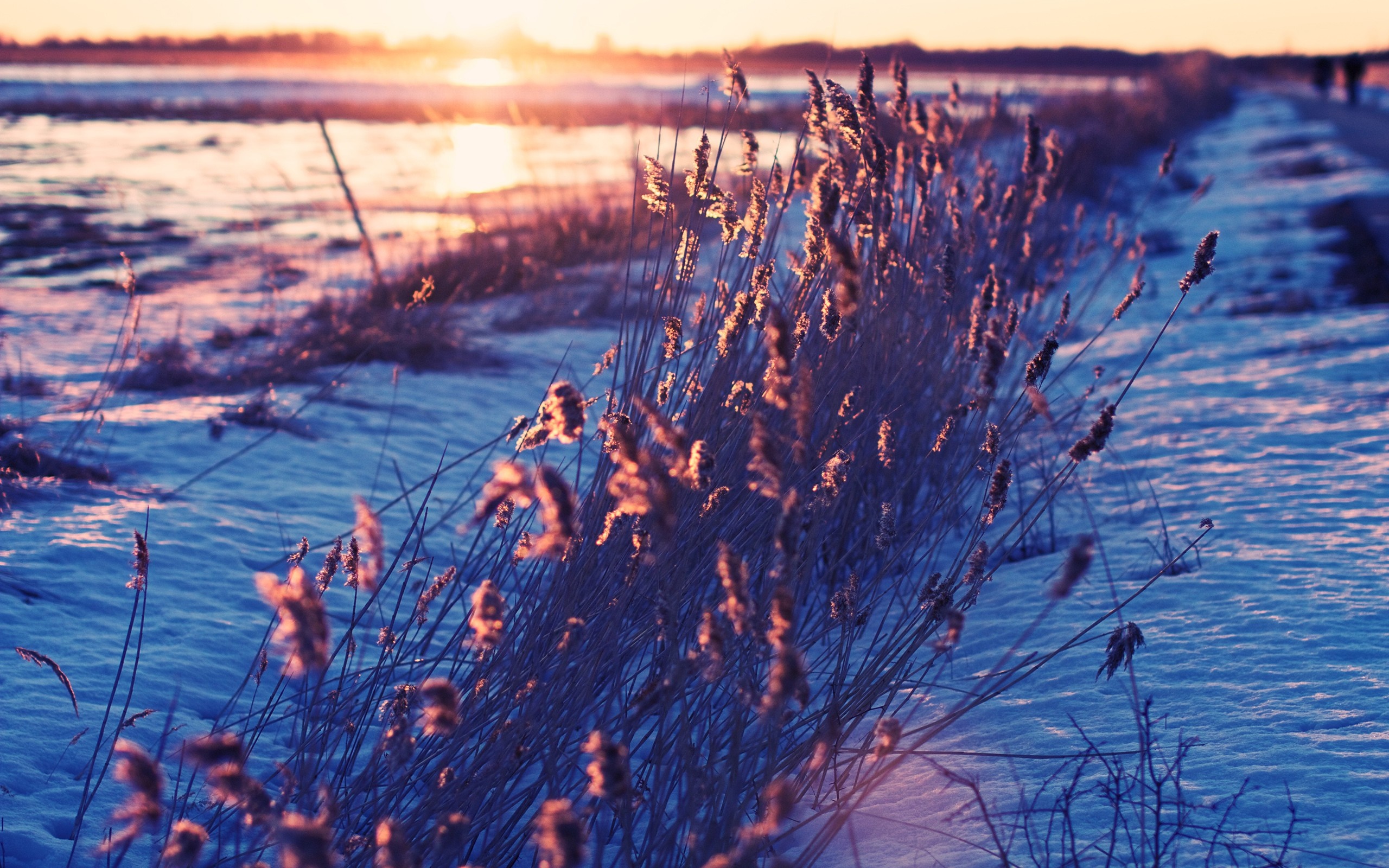 Winter sunset over a snowy landscape with reeds HD Wallpaper