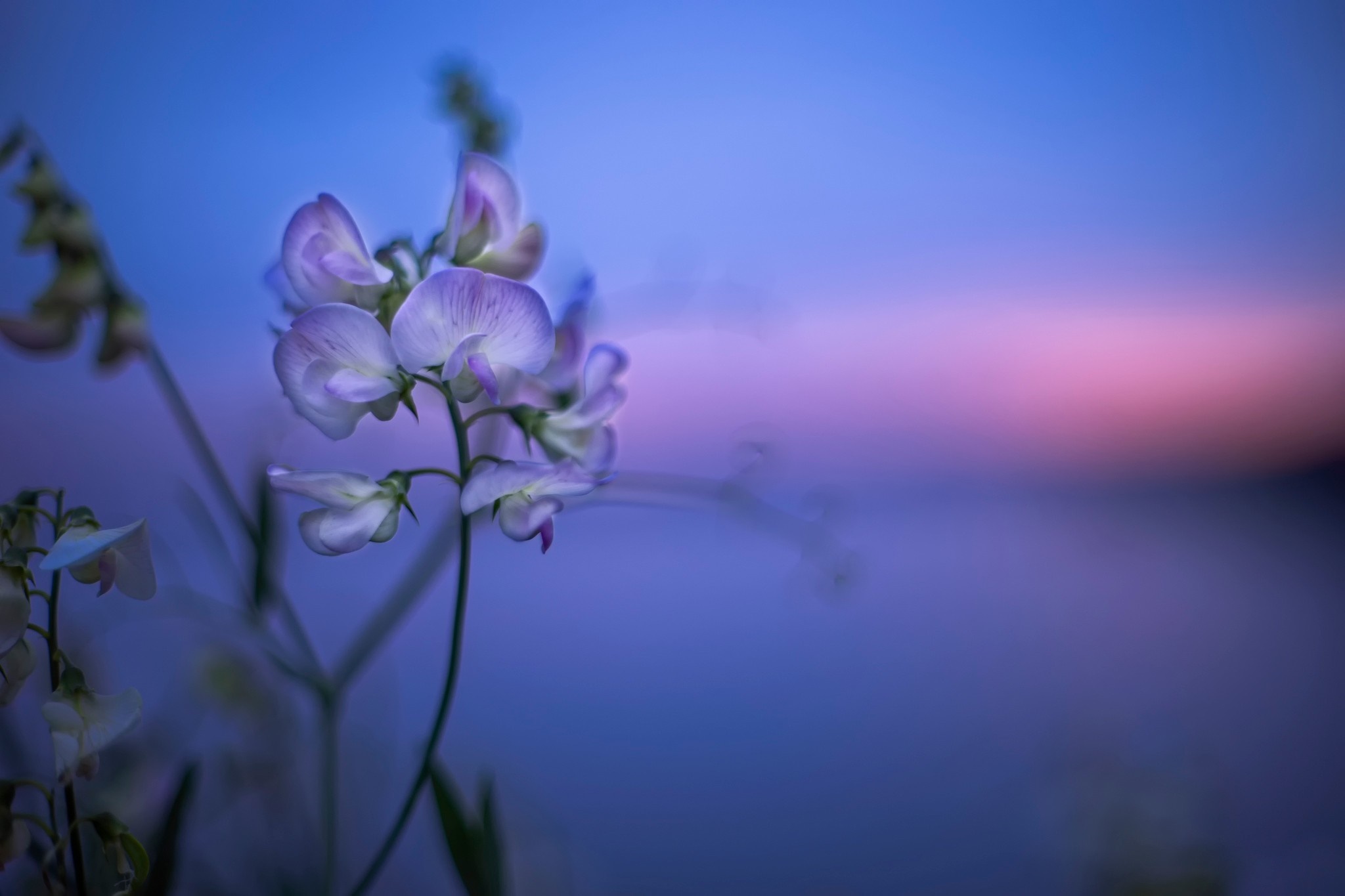 Close-up of purple and white sweet pea flowers at dawn HD Wallpaper