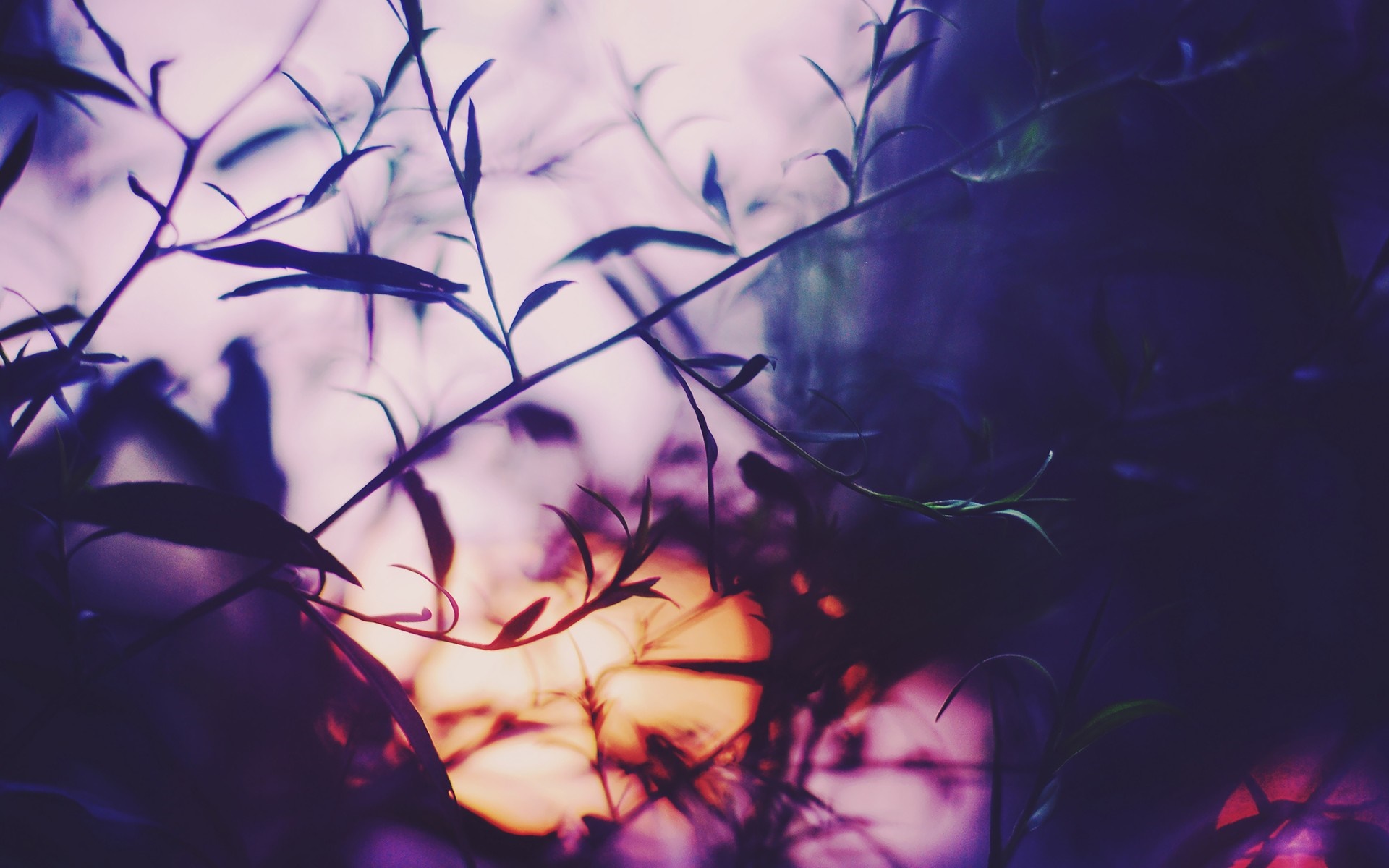 Purple and blue plants with sunlight filtering through HD Wallpaper