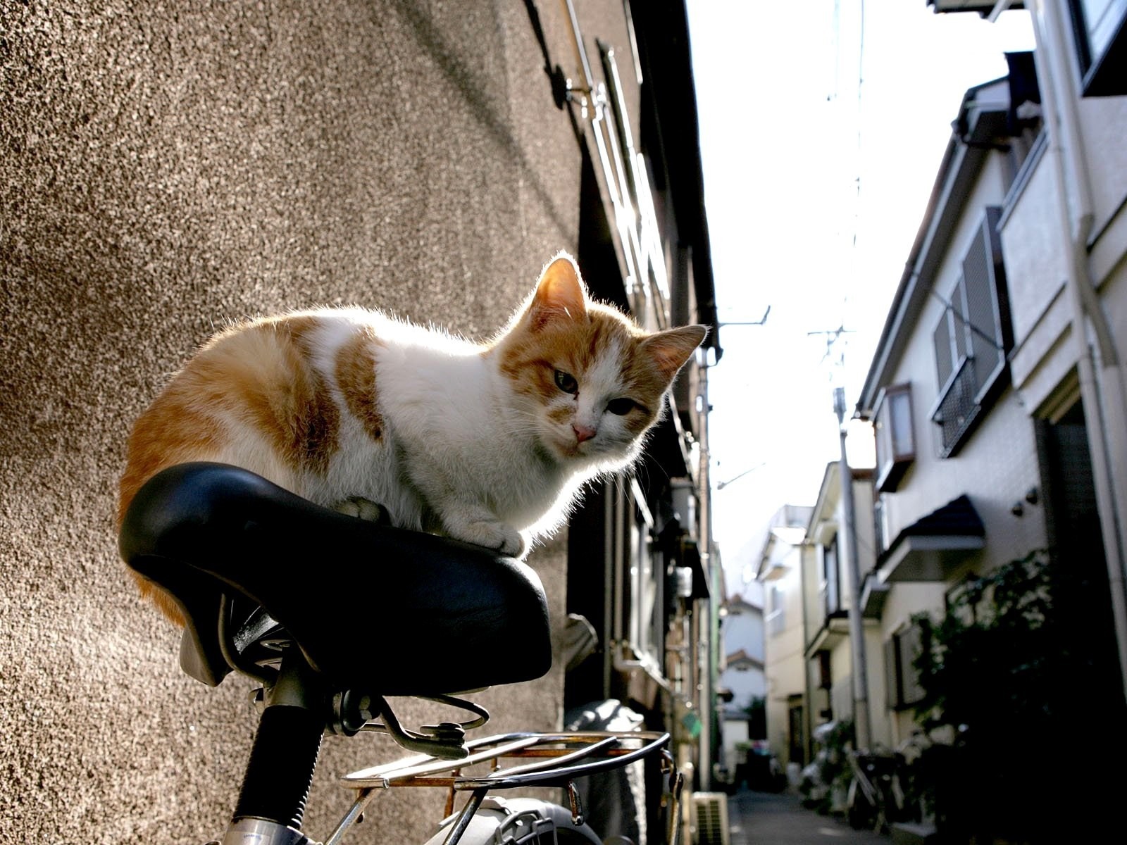 Orange and white cat sitting on a bicycle seat in Japan HD Wallpaper