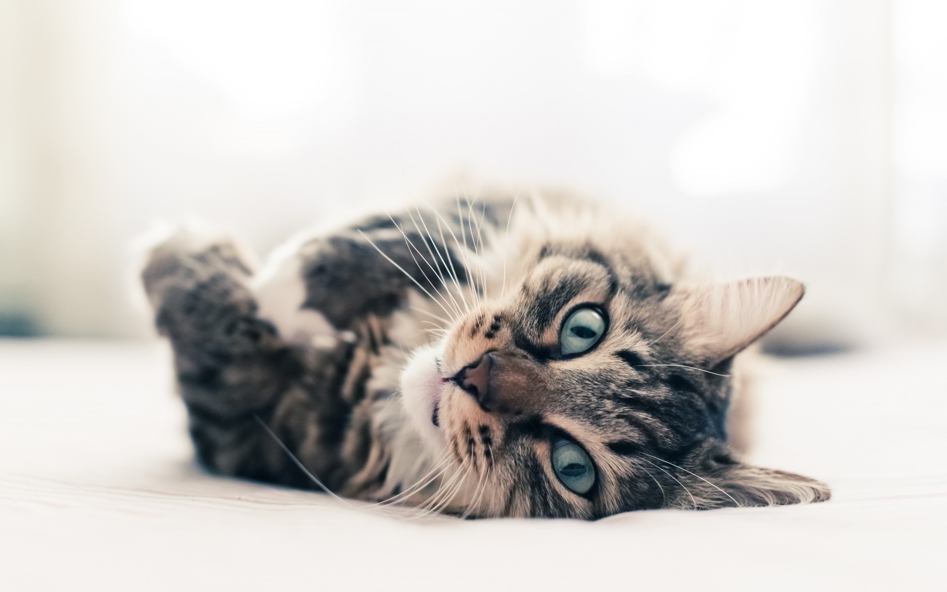 Tabby cat with blue eyes lying on its back HD Wallpaper
