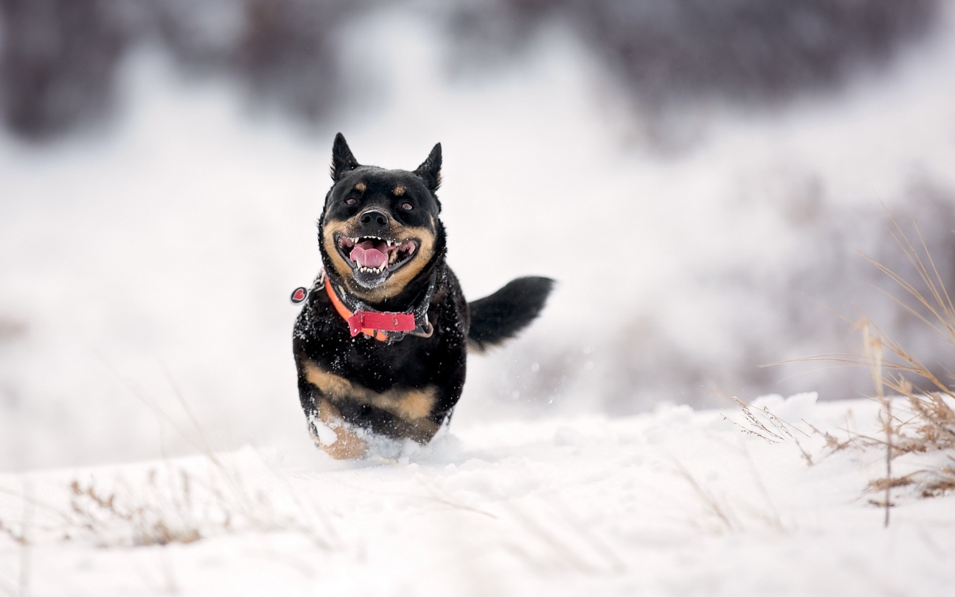 A happy dog running through the snow HD Wallpaper