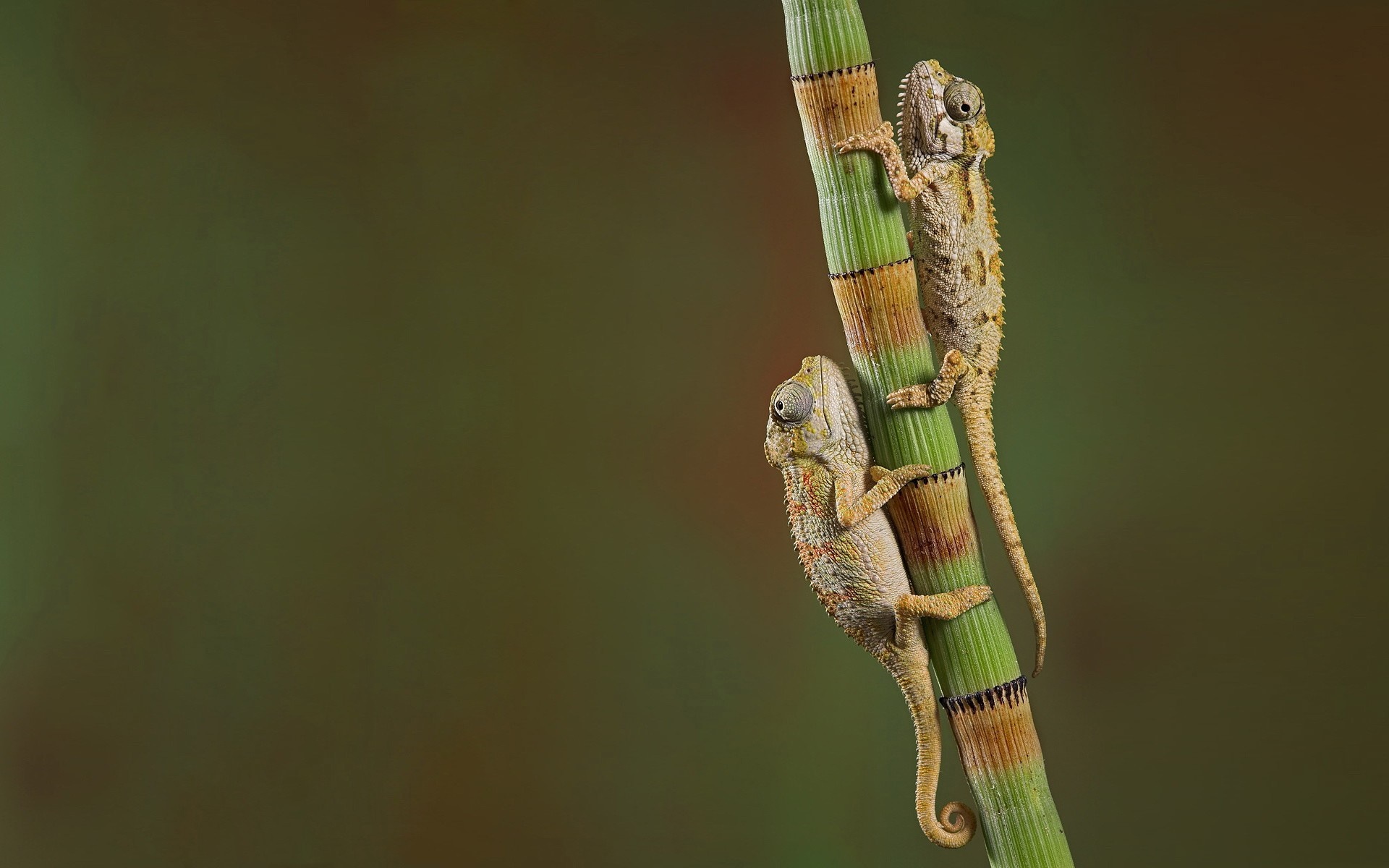 Two chameleons climbing a green plant stem HD Wallpaper