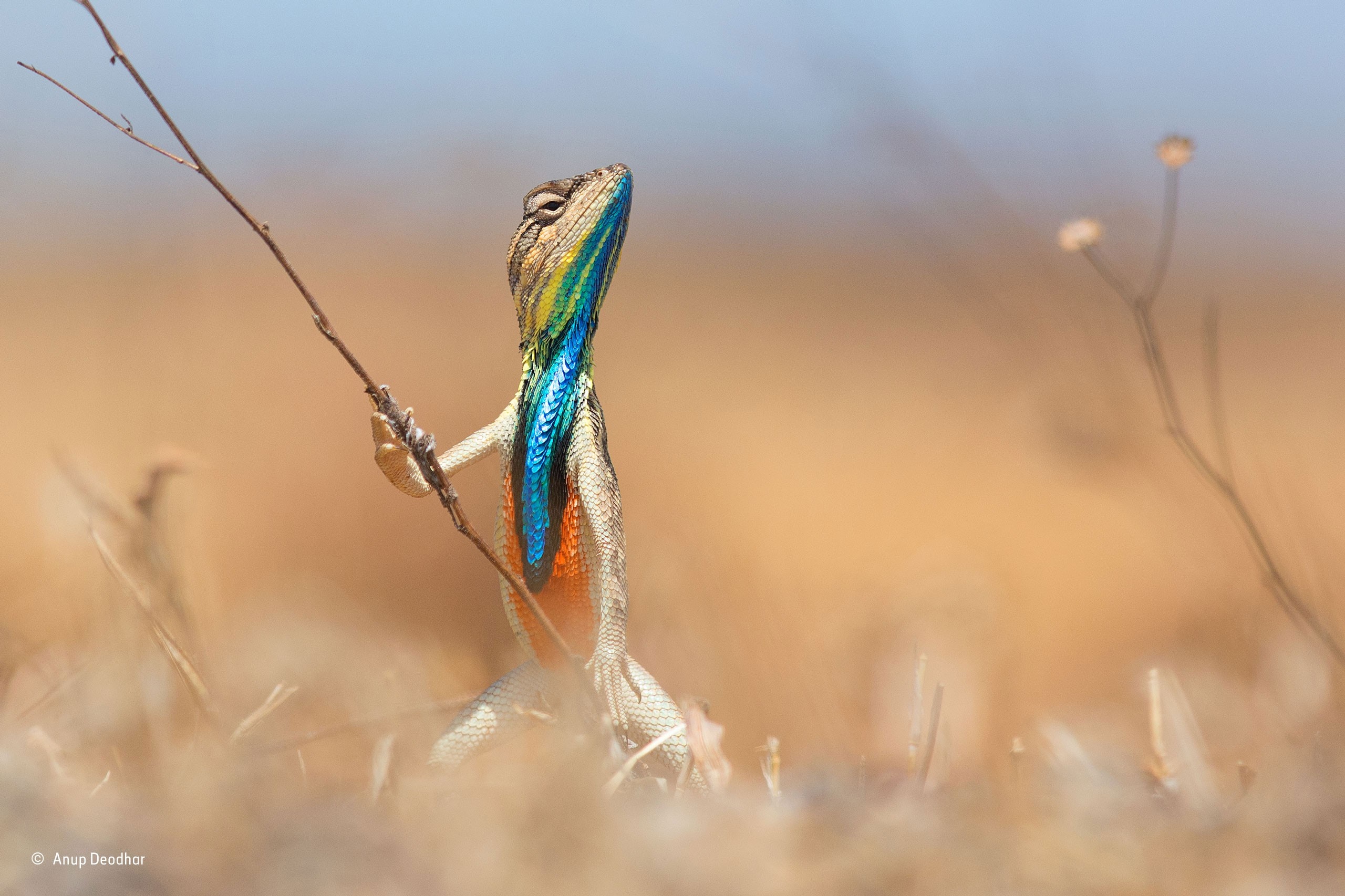 A lizard with a colorful throat holds a twig HD Wallpaper