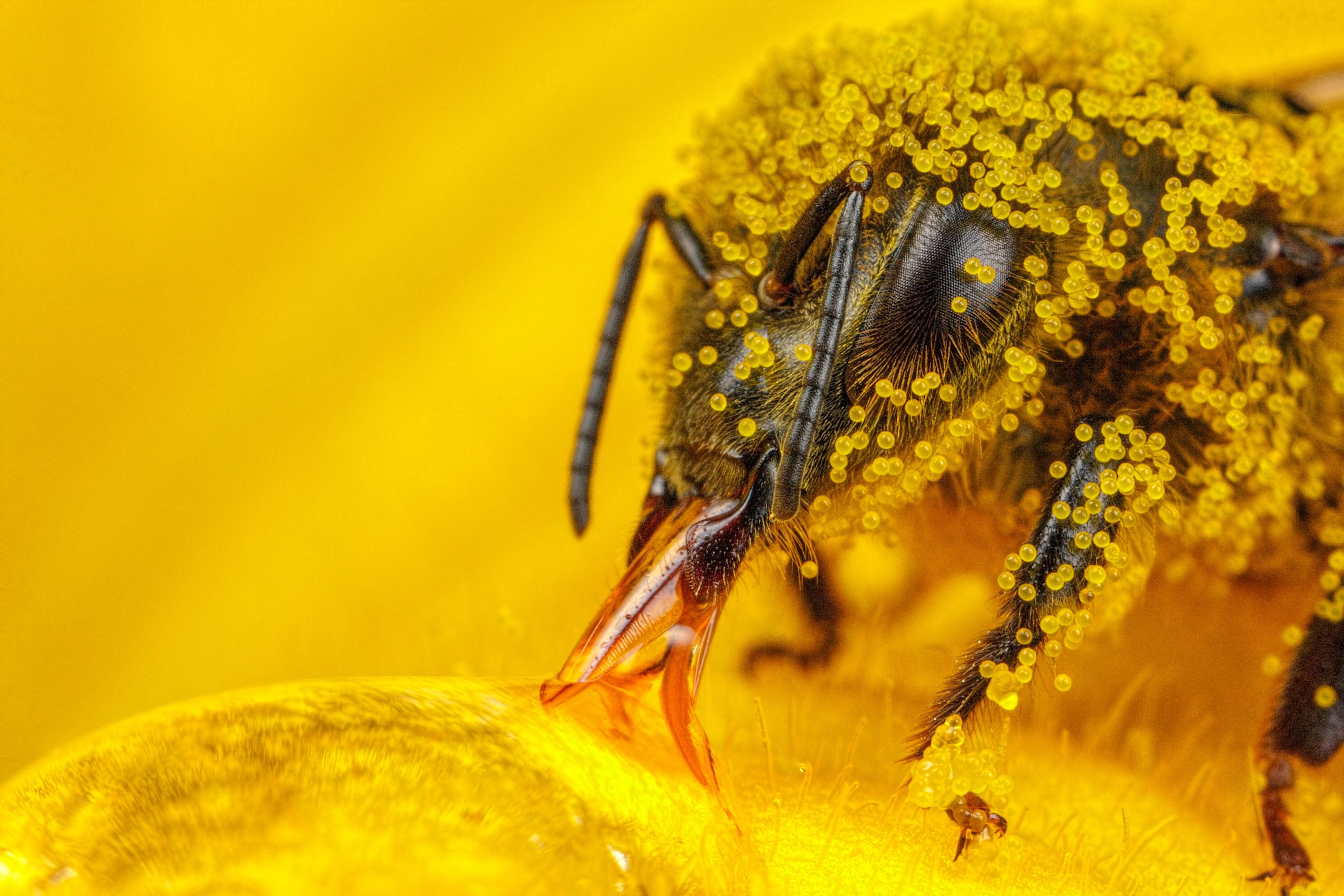 Close-Up Macro of Honey Bee Covered in Pollen HD Wallpaper