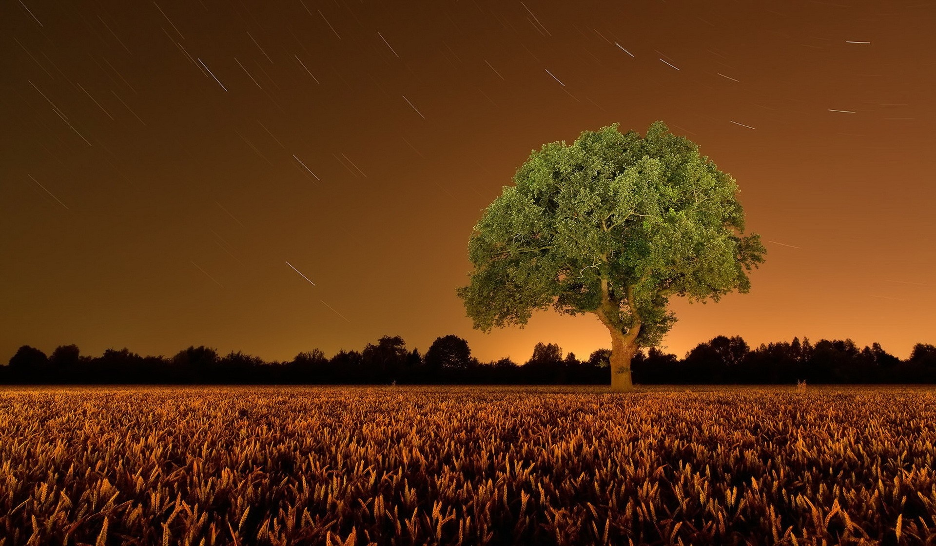 Tree in a field under a starry sky HD Wallpaper
