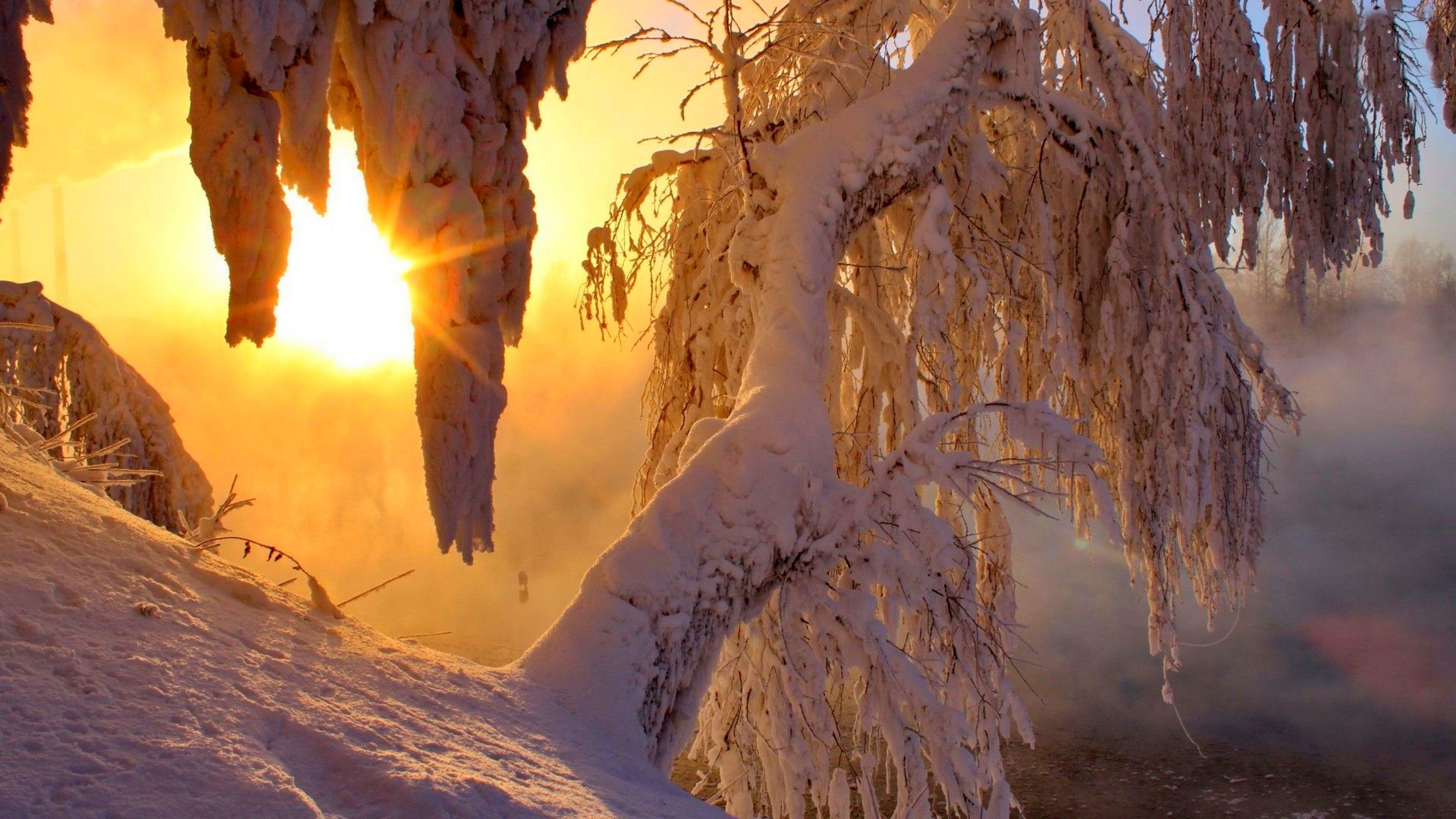 Sunlight through icicles and snow-covered tree branches HD Wallpaper