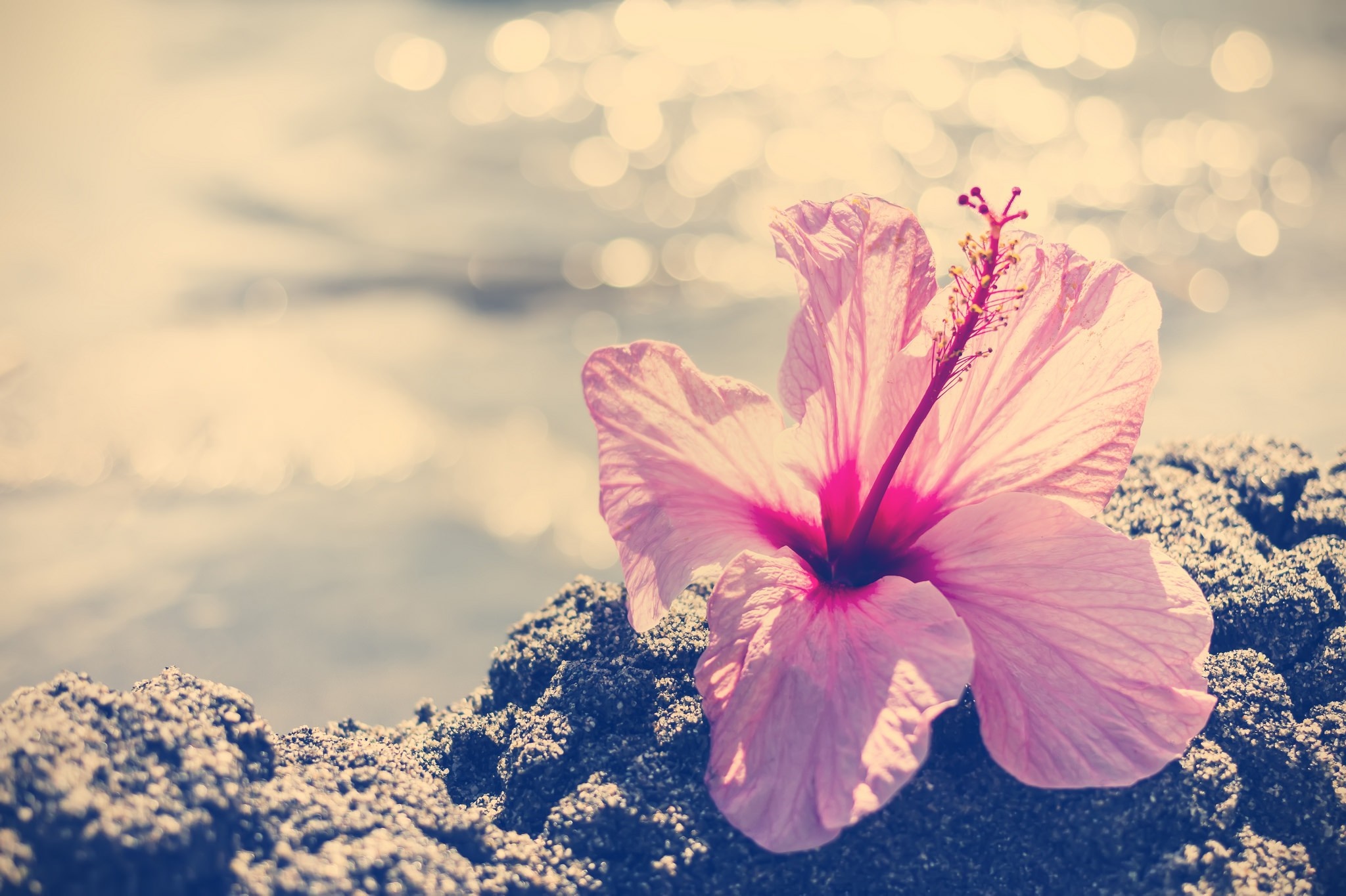 Pink hibiscus flower on dark rocks with bokeh background HD Wallpaper