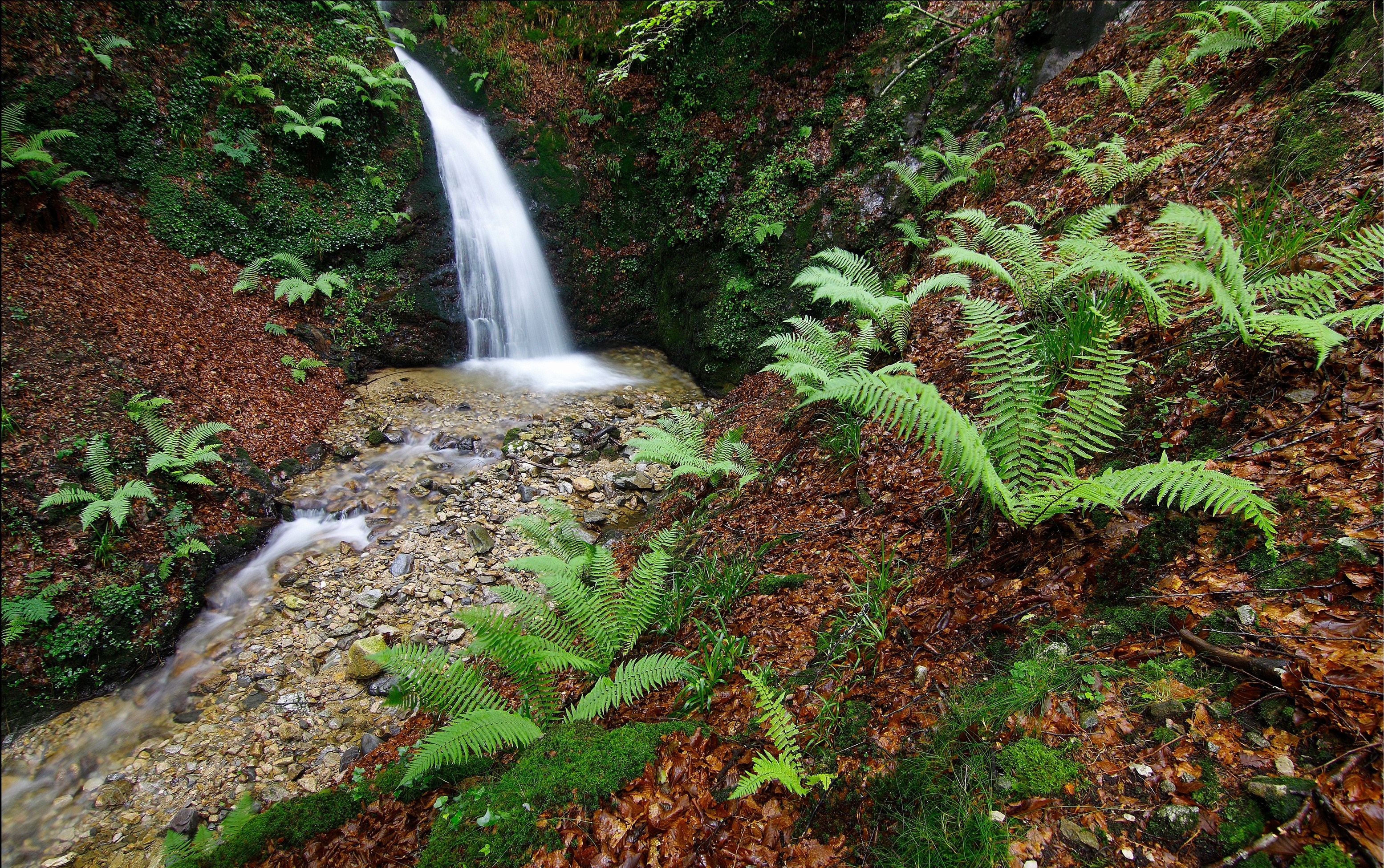 Waterfall cascading into a rocky stream in a fern-filled forest HD Wallpaper