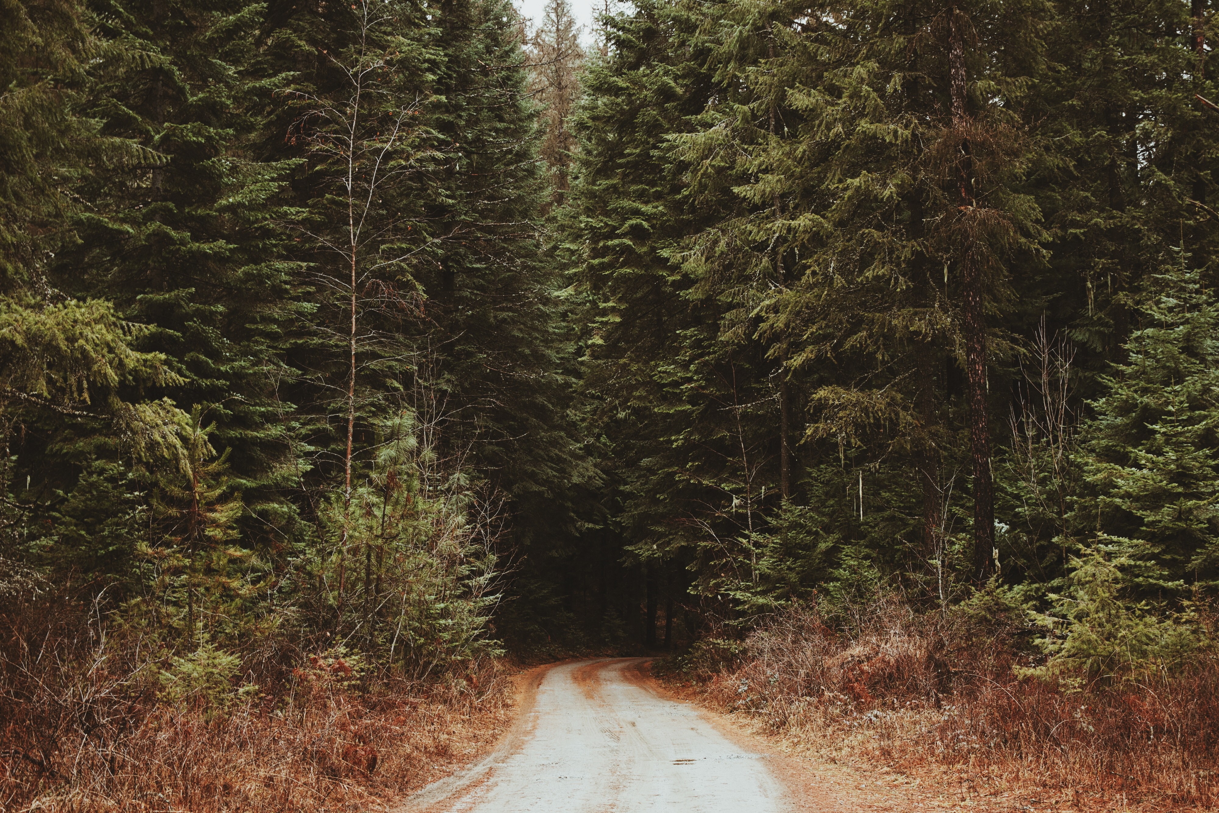 Dirt road through a dense evergreen forest HD Wallpaper