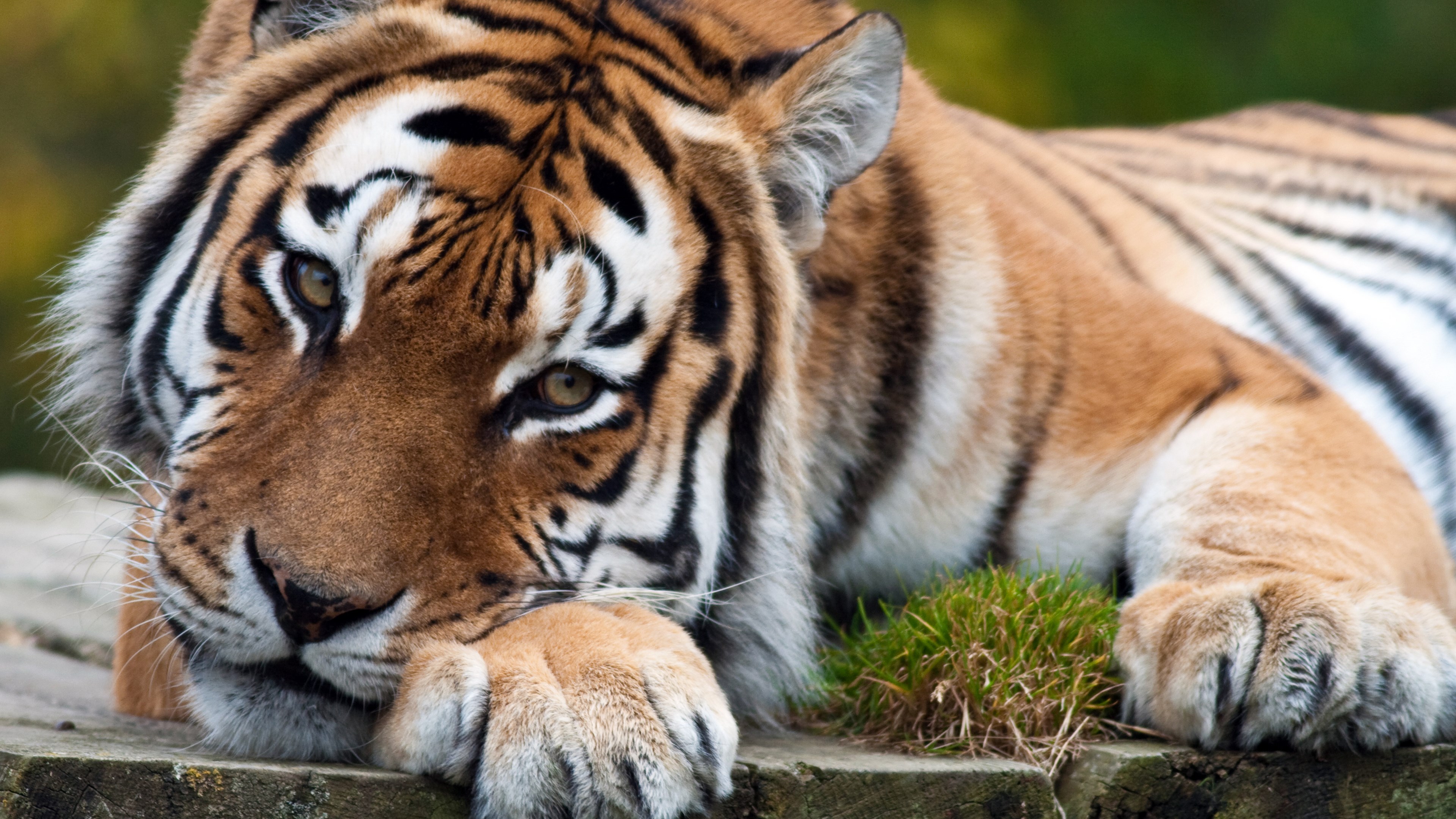 Tiger lying down on wooden surface HD Wallpaper
