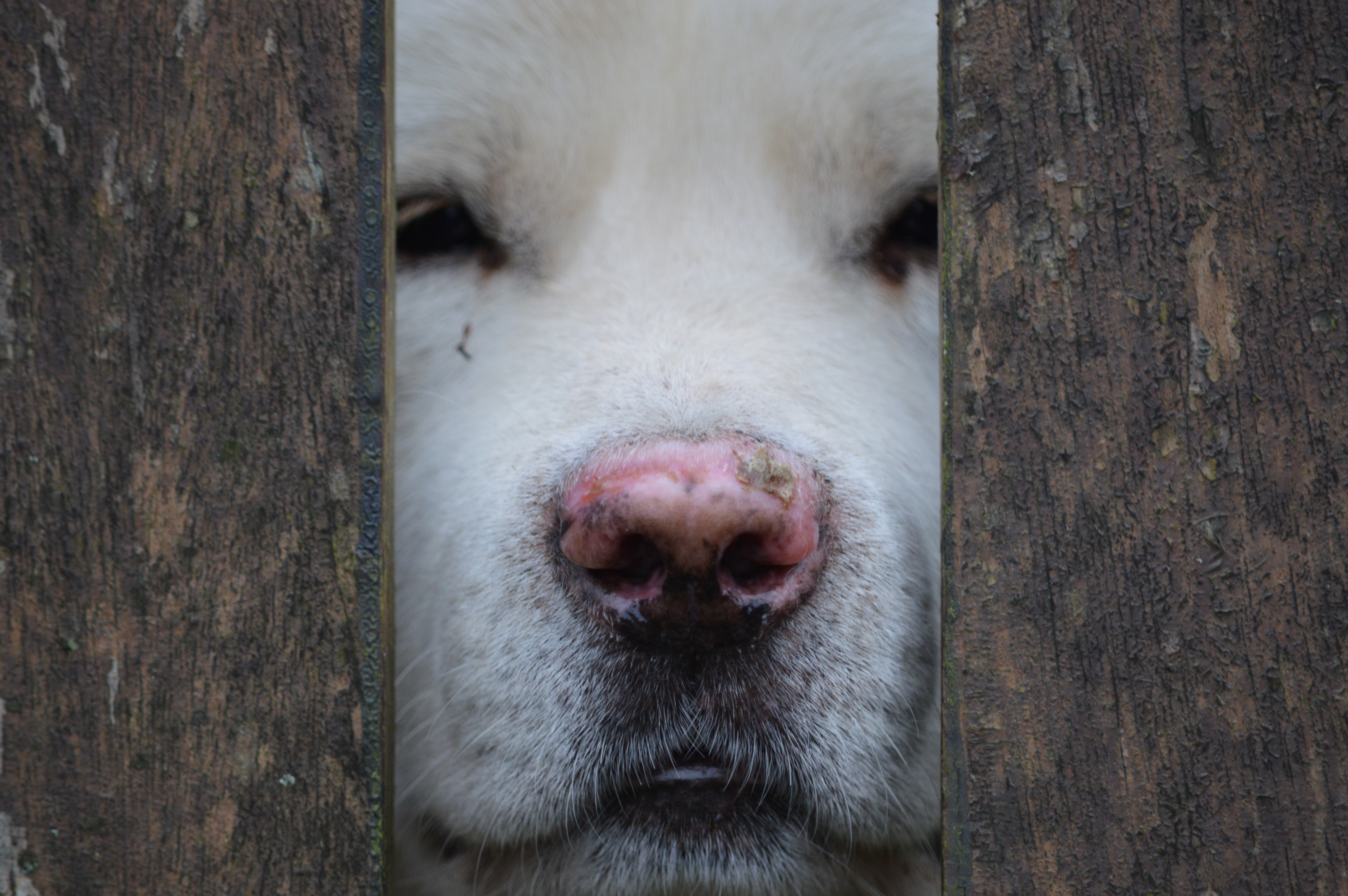 Close-up of a white dog's face through wooden fence HD Wallpaper