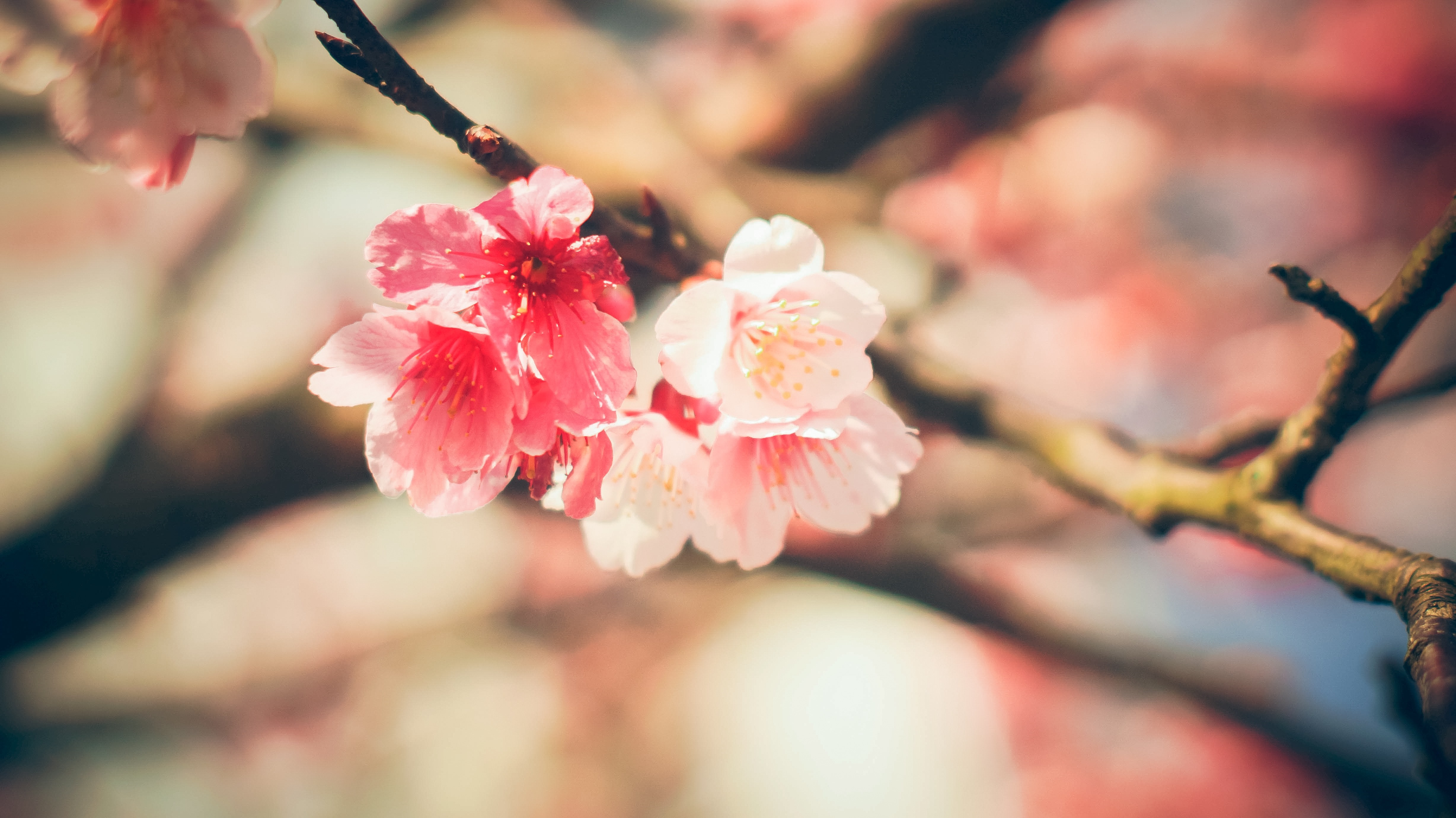 Close-up of pink cherry blossoms on a branch HD Wallpaper