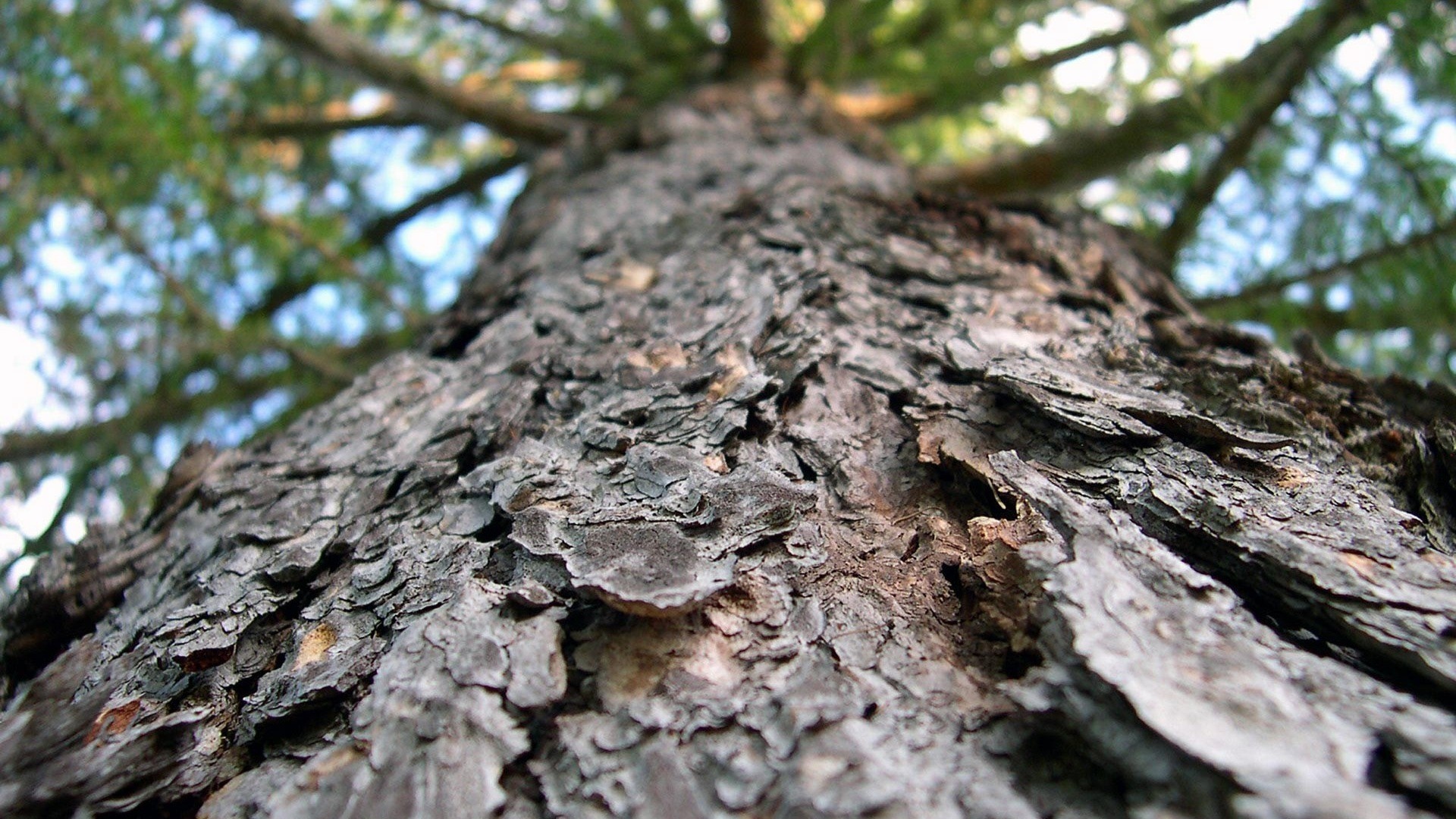 Close-up of tree bark with branches and leaves in background HD Wallpaper