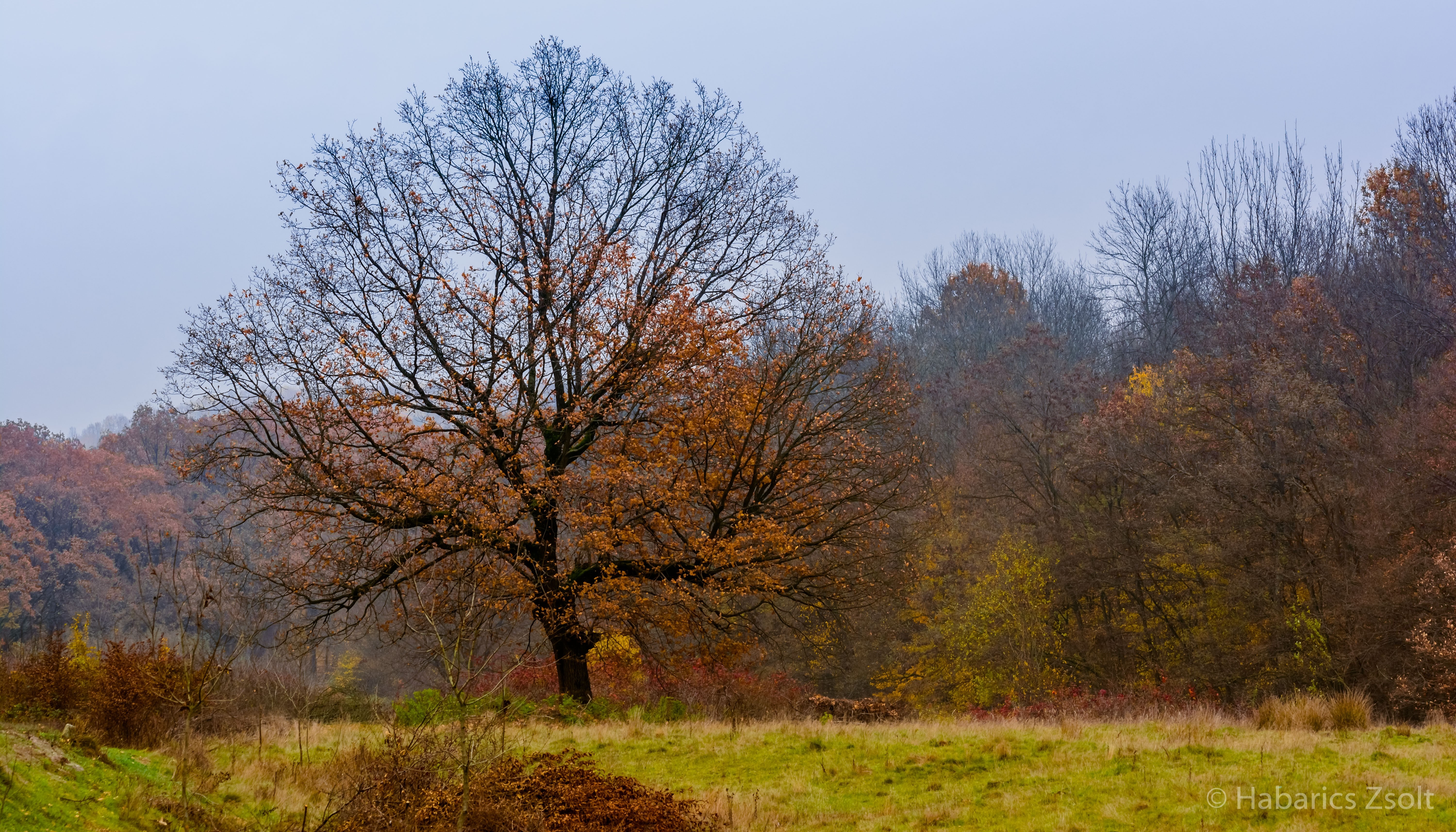 Autumn forest landscape with a large oak tree HD Wallpaper