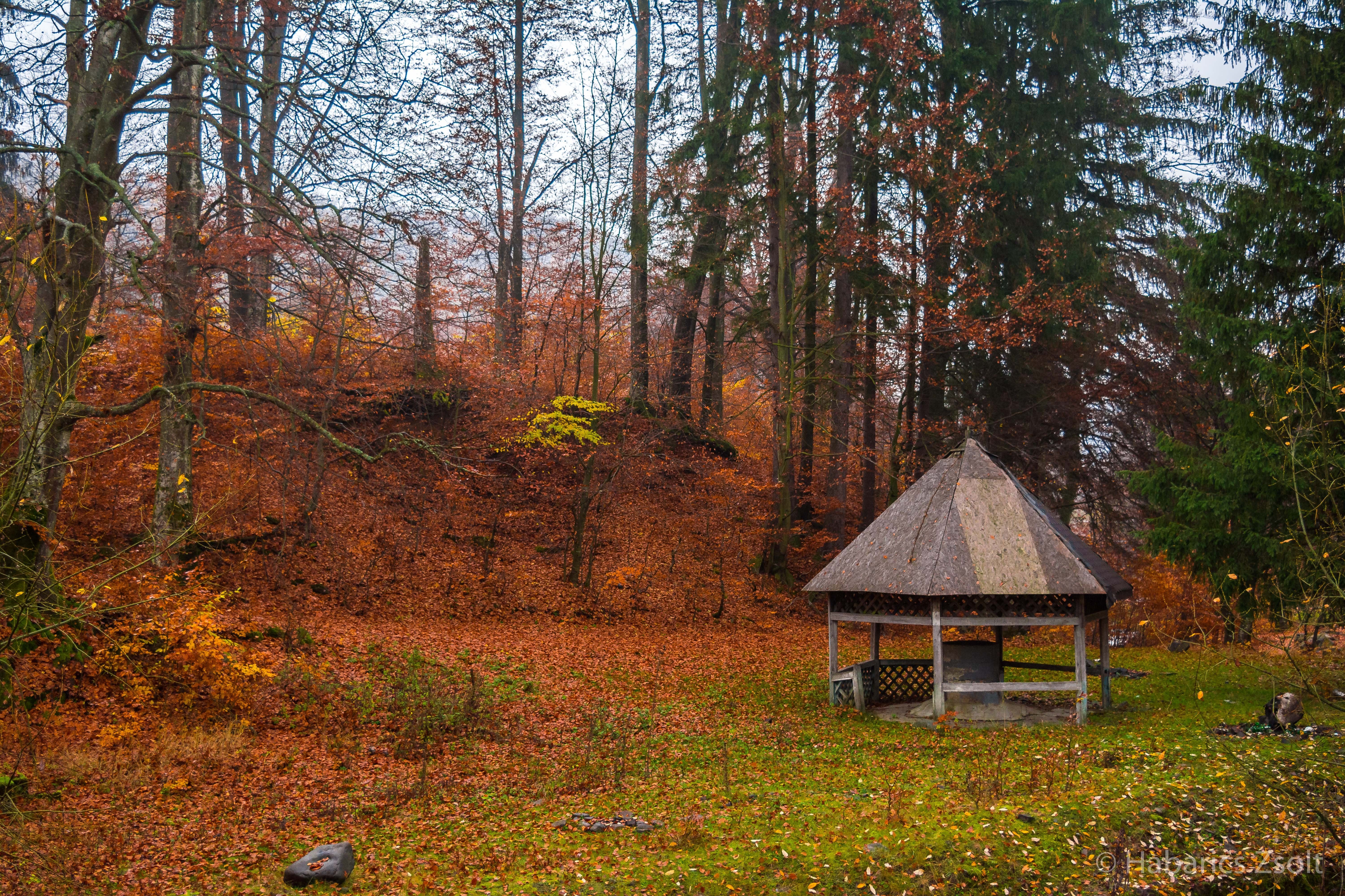 Gazebo in an autumn forest with fallen leaves HD Wallpaper