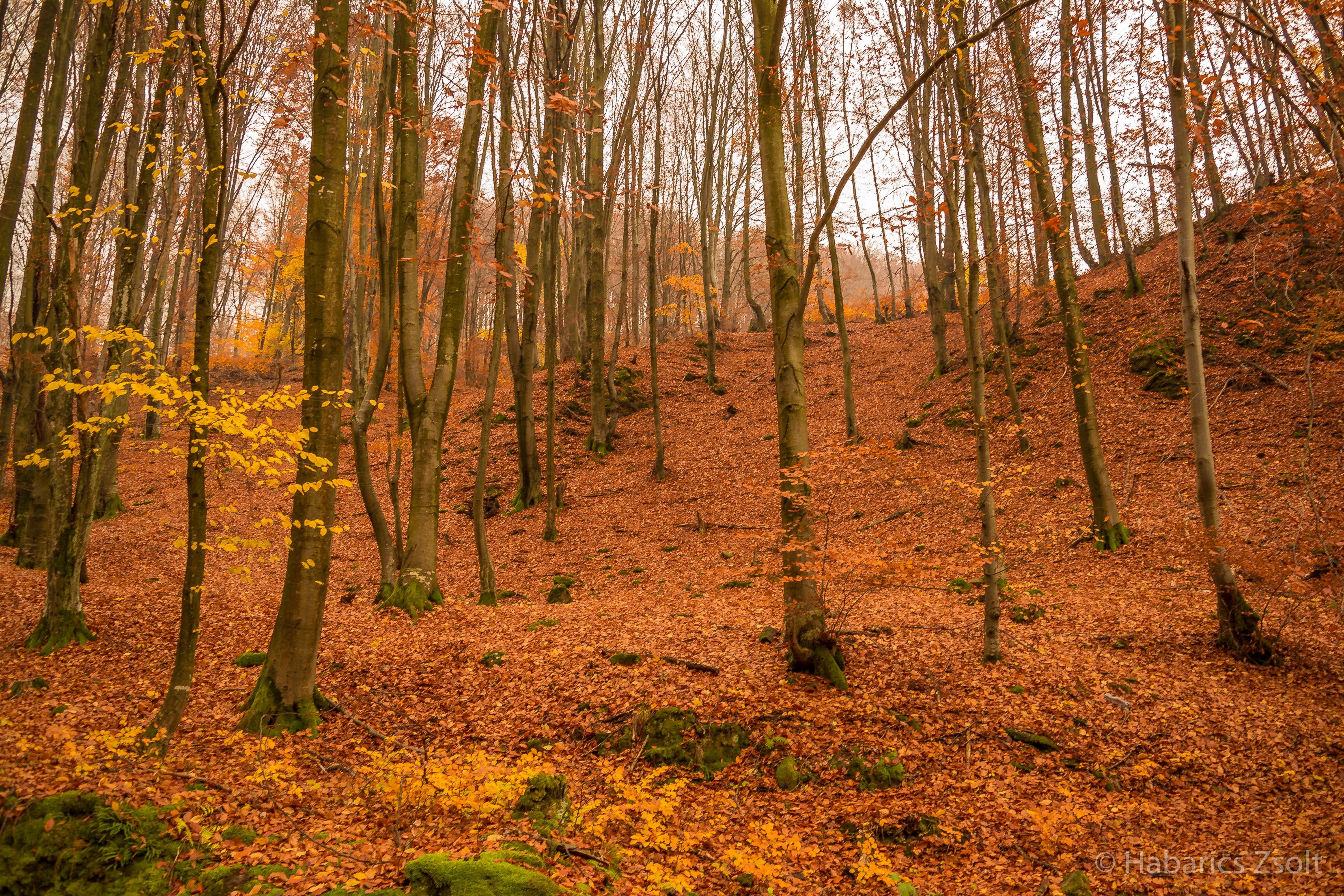 Autumn forest floor covered in fallen leaves HD Wallpaper