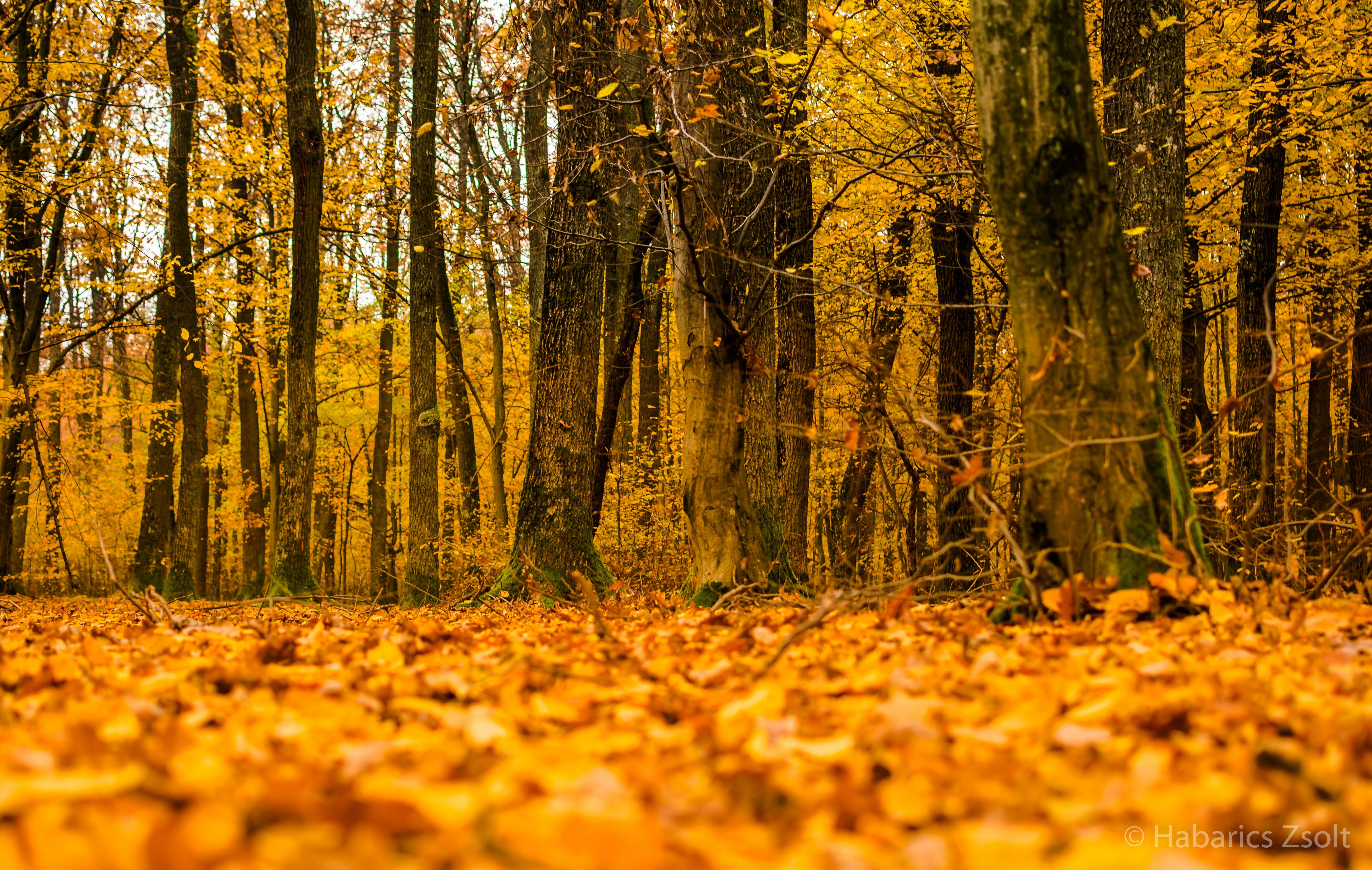 Forest floor covered in autumn leaves with tall trees HD Wallpaper