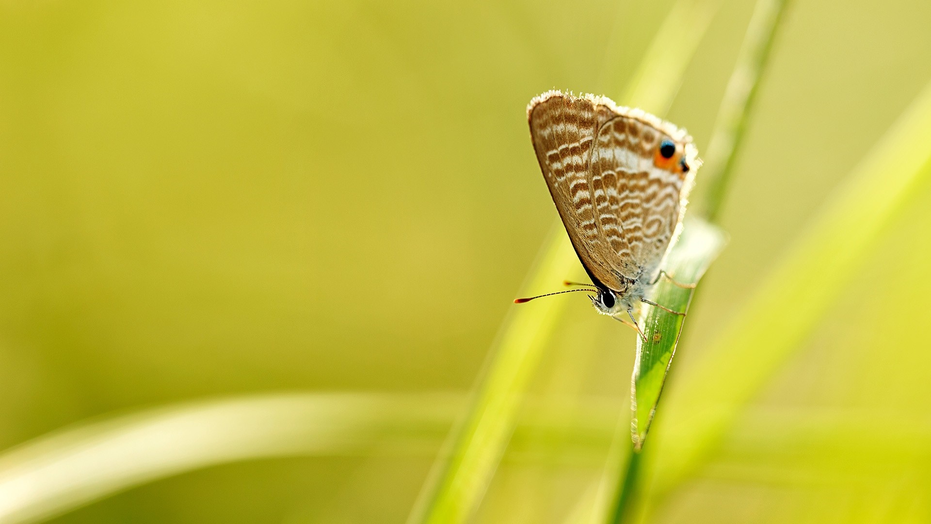 Close-up of a butterfly on a blade of grass HD Wallpaper