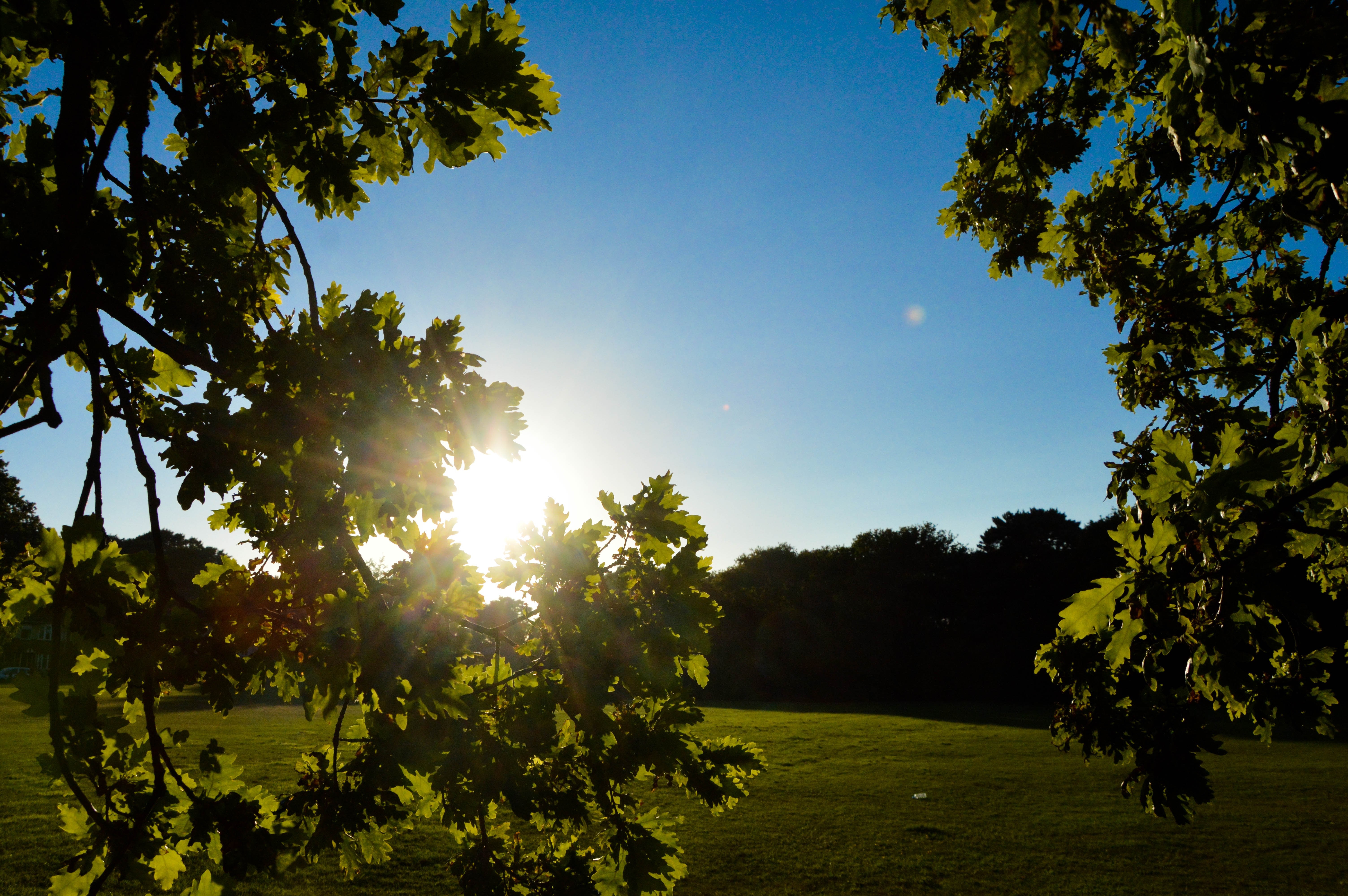 Sunlight through oak leaves over a grassy field HD Wallpaper