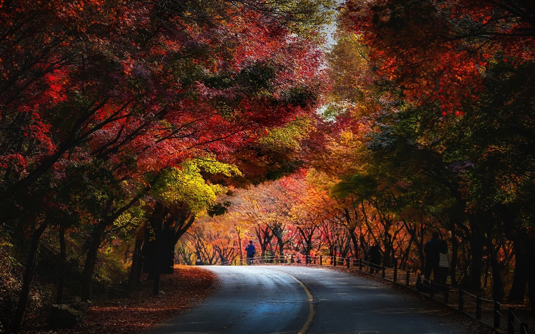 Autumn tunnel of trees with people on a road HD Wallpaper