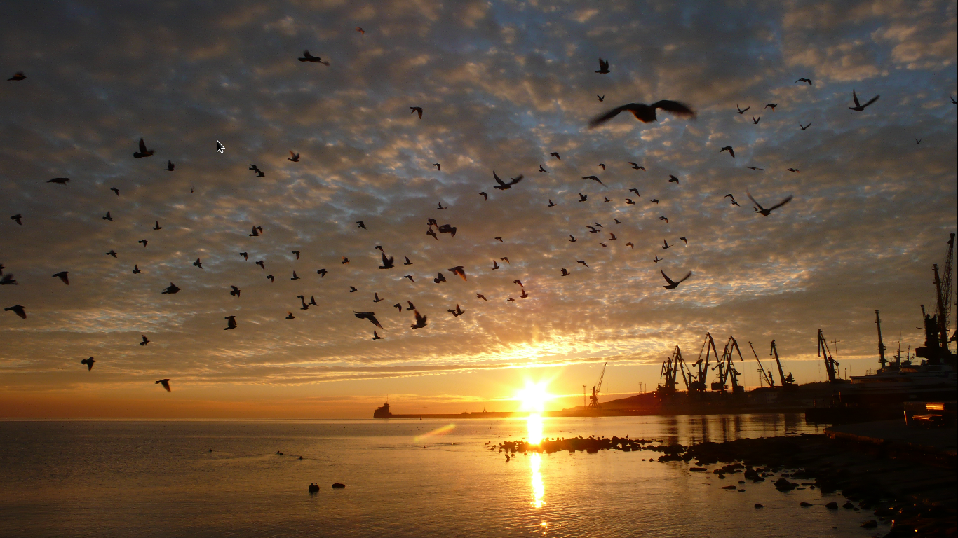 Flock of birds at sunset over the sea with cranes HD Wallpaper