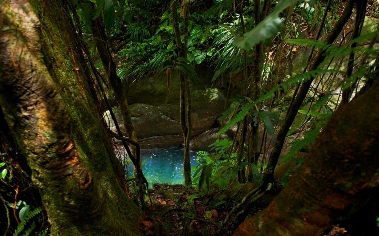 Turquoise pool in a dense tropical rainforest with mossy trees HD Wallpaper