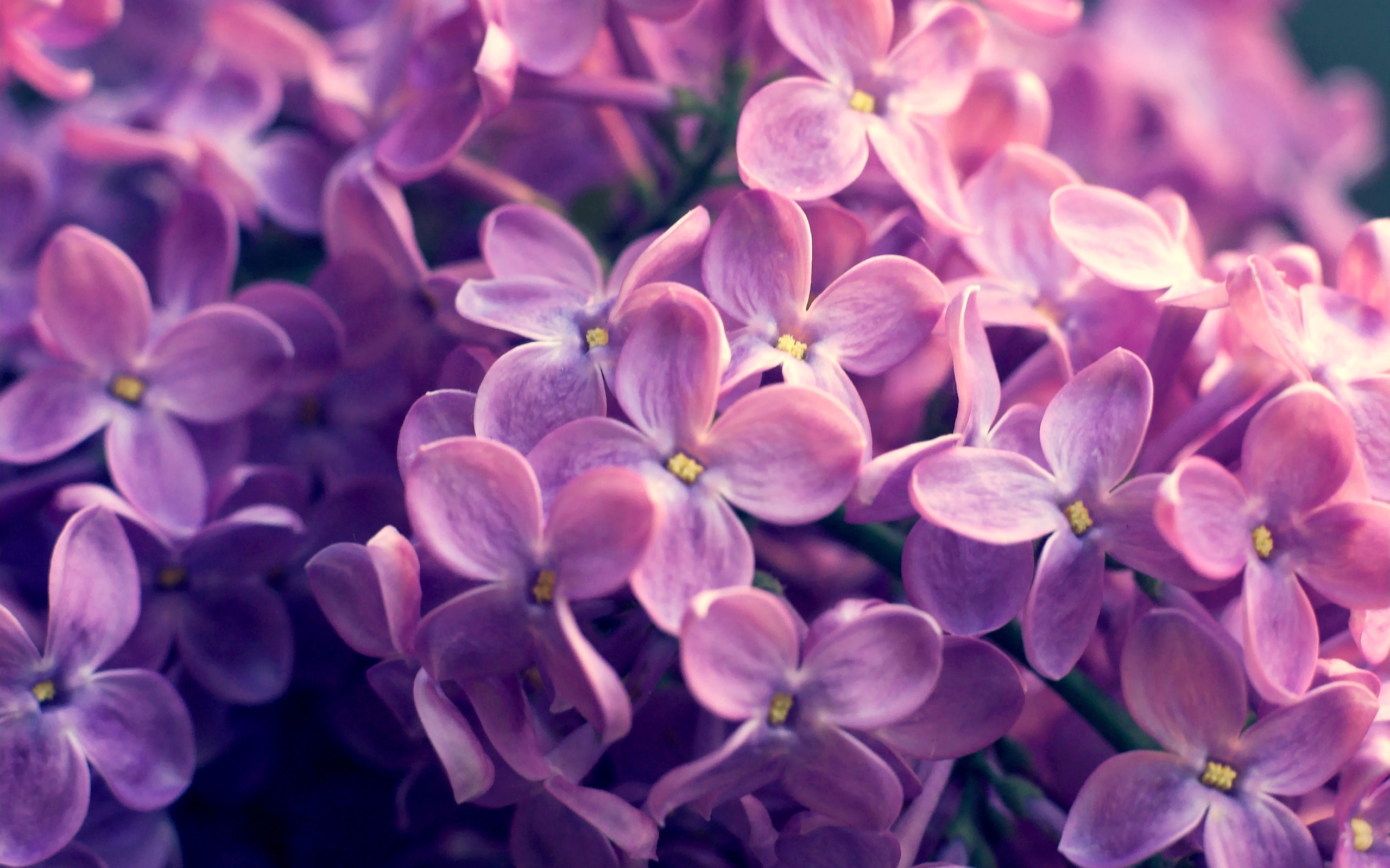 Close-up of purple lilac blossoms HD Wallpaper