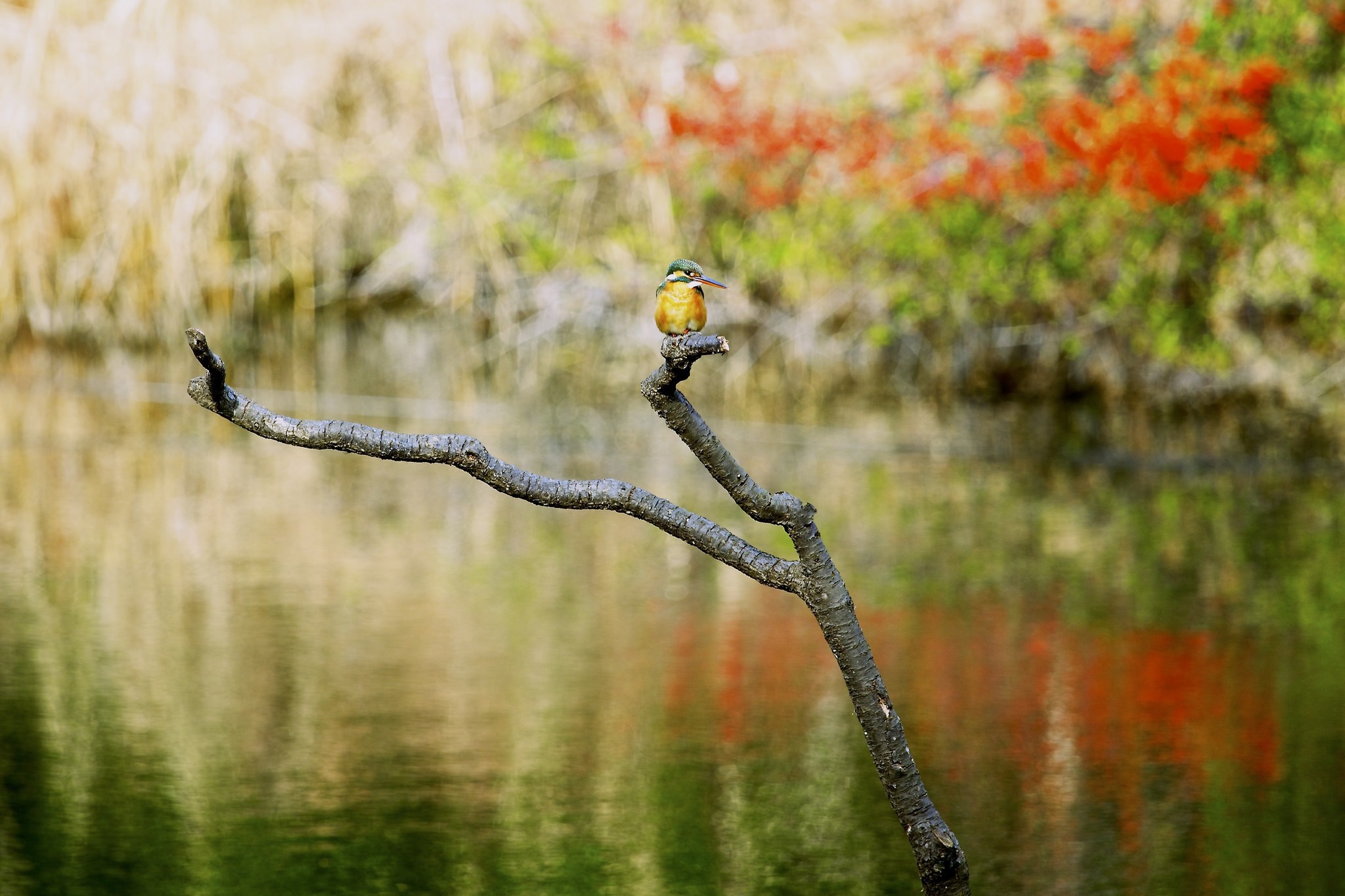 Kingfisher perched on a branch over water HD Wallpaper