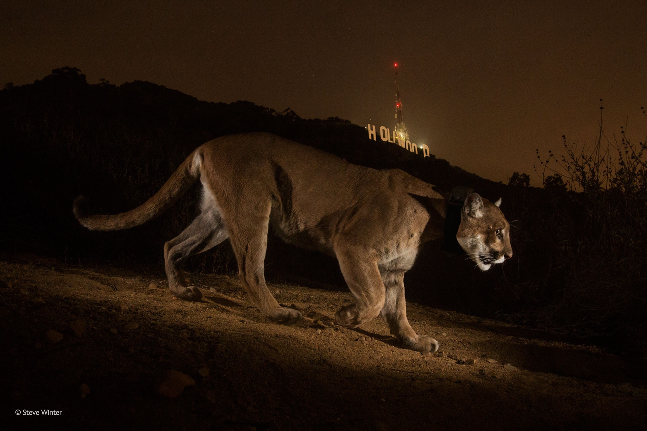 Cougar walks at night near Hollywood sign HD Wallpaper