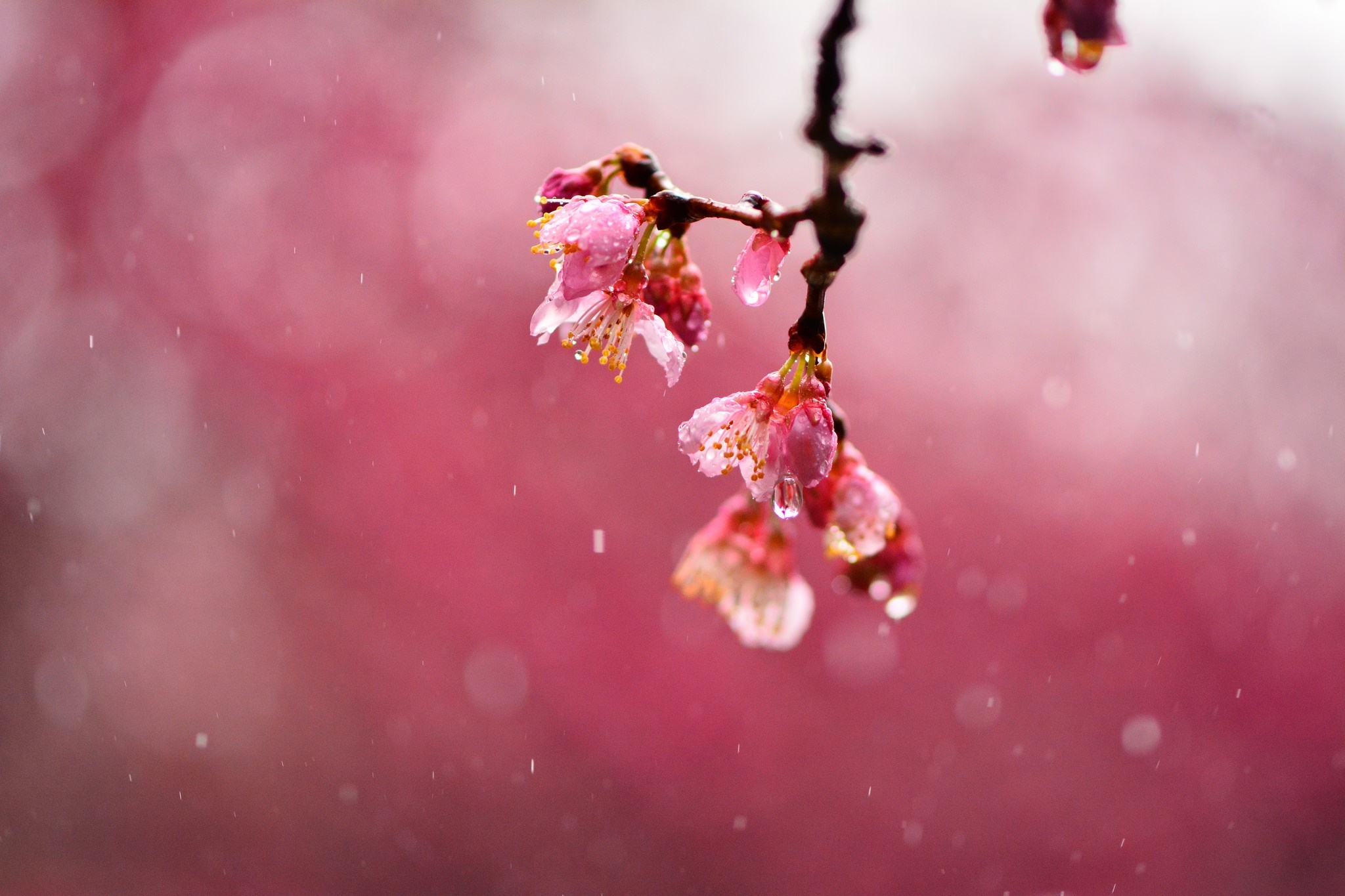 Pink cherry blossoms in the rain with bokeh HD Wallpaper