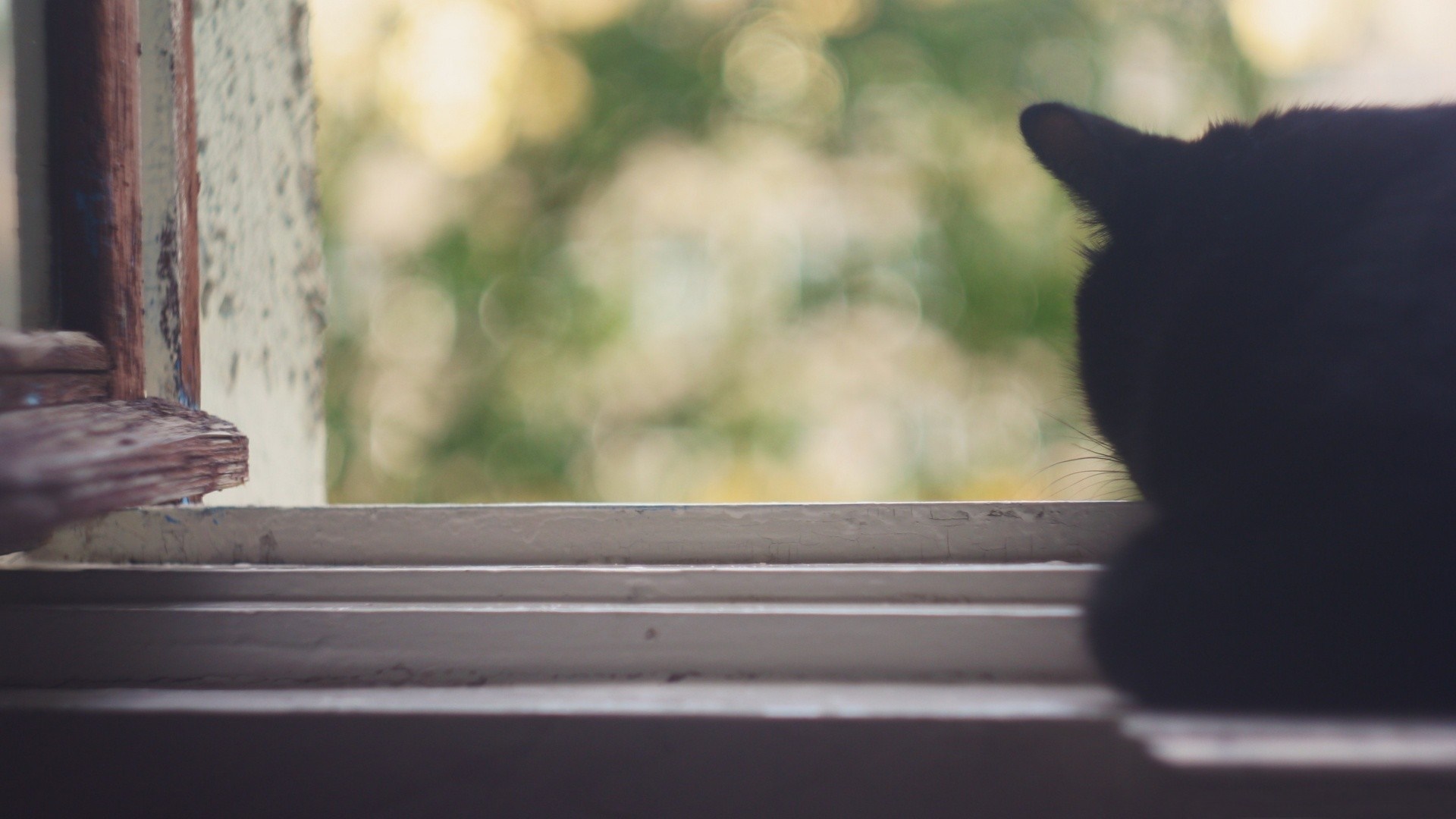Black cat looking out a window HD Wallpaper