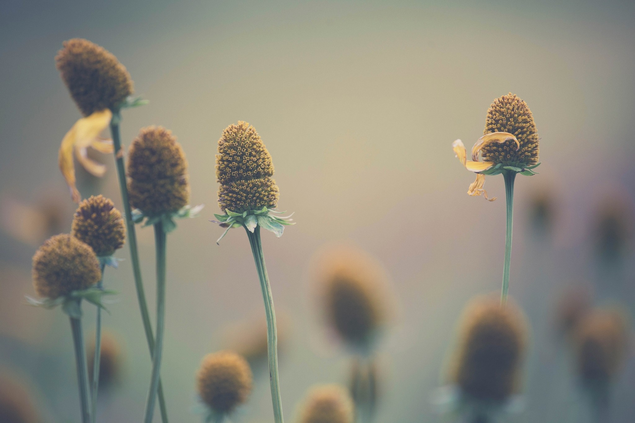 Close-up of dried flowers in soft sunlight HD Wallpaper