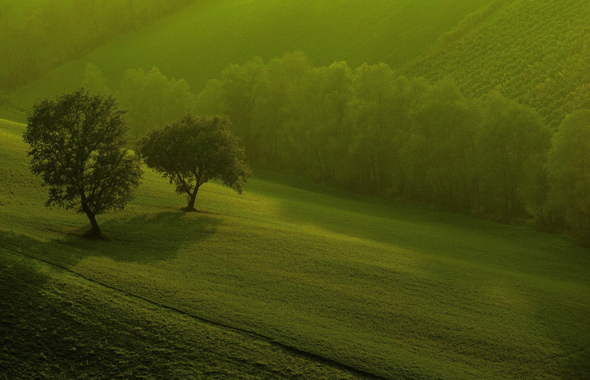 Two trees on a green hillside with a forest in the background HD Wallpaper
