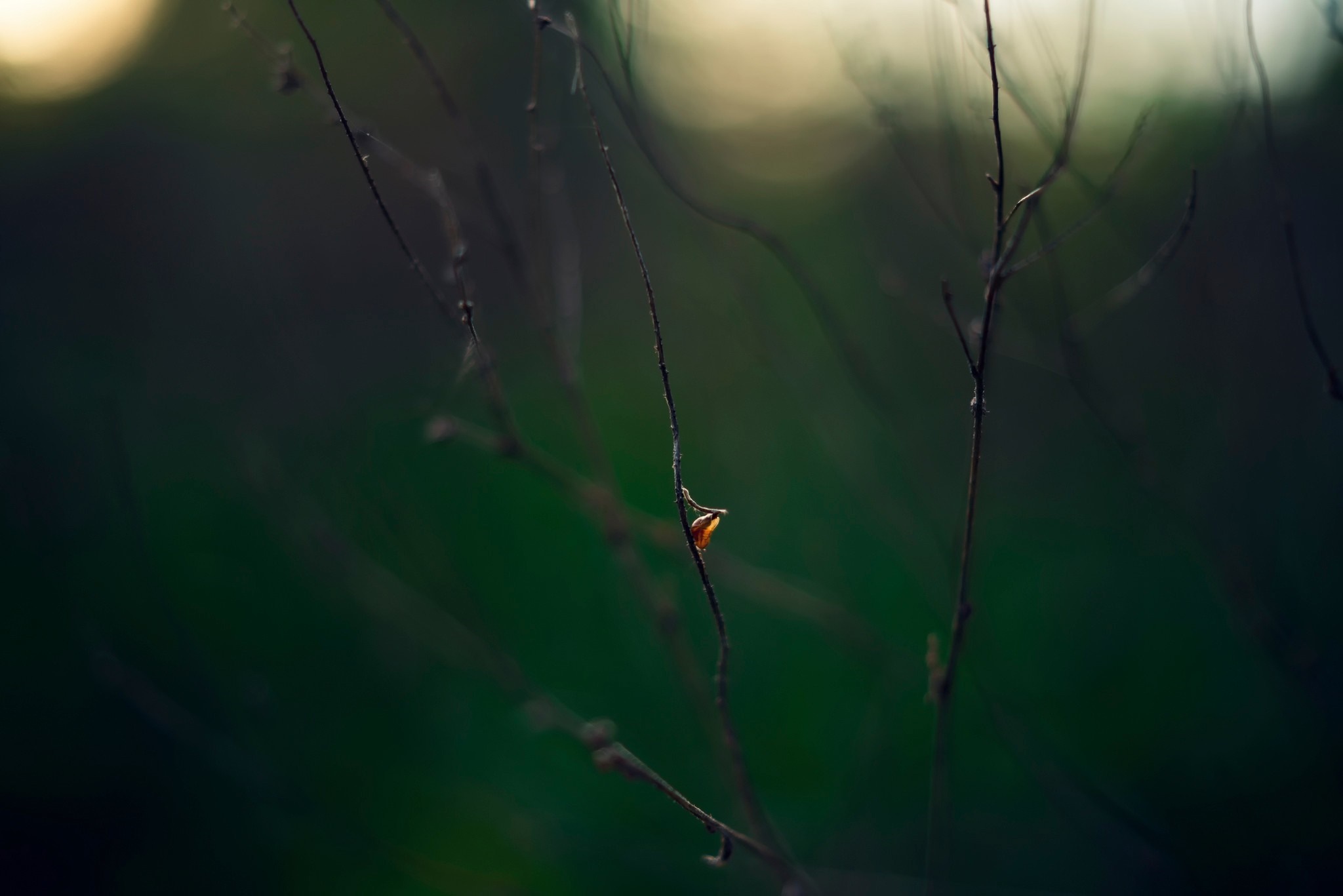 Close-up of a delicate plant stem with a small orange leaf HD Wallpaper