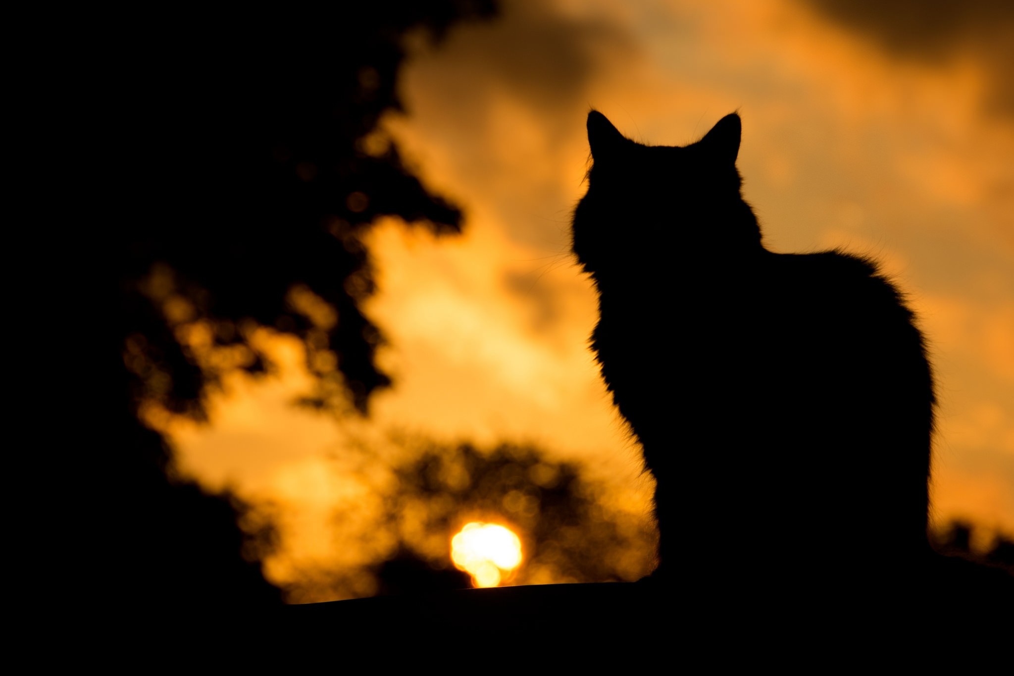 Silhouette of a cat against a sunset sky HD Wallpaper
